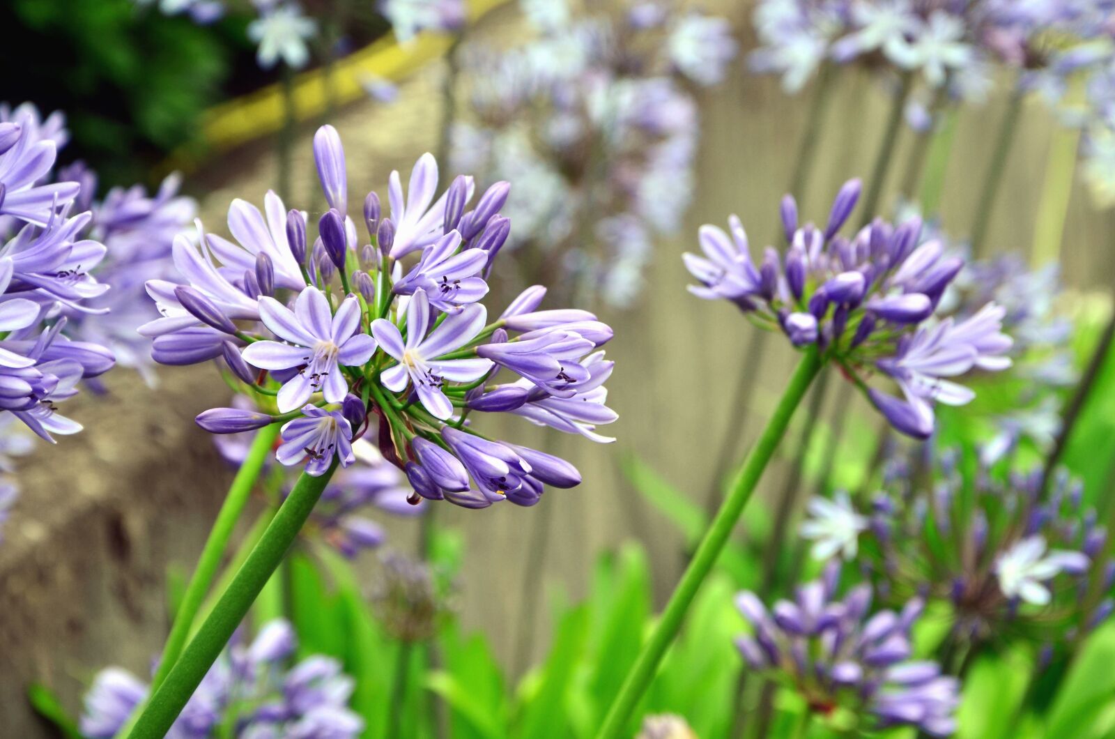 Nikon D5100 sample photo. Flower, meadow, leaves, blossom photography