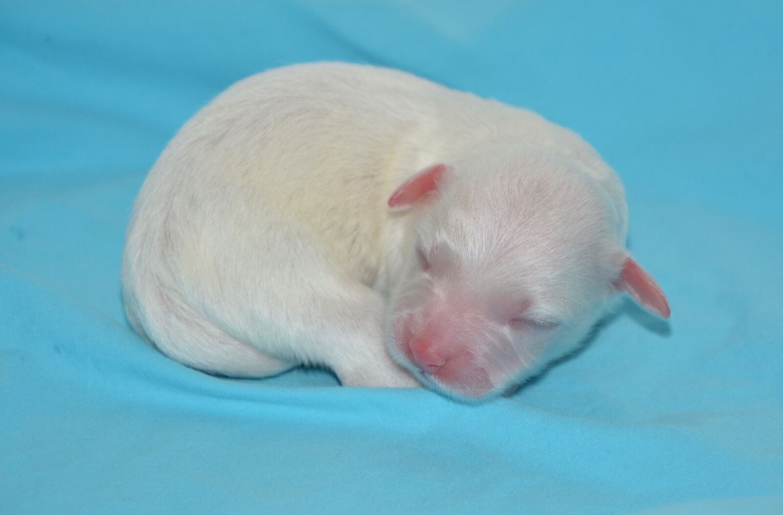Nikon D5200 sample photo. Puppy, puppies, dog photography