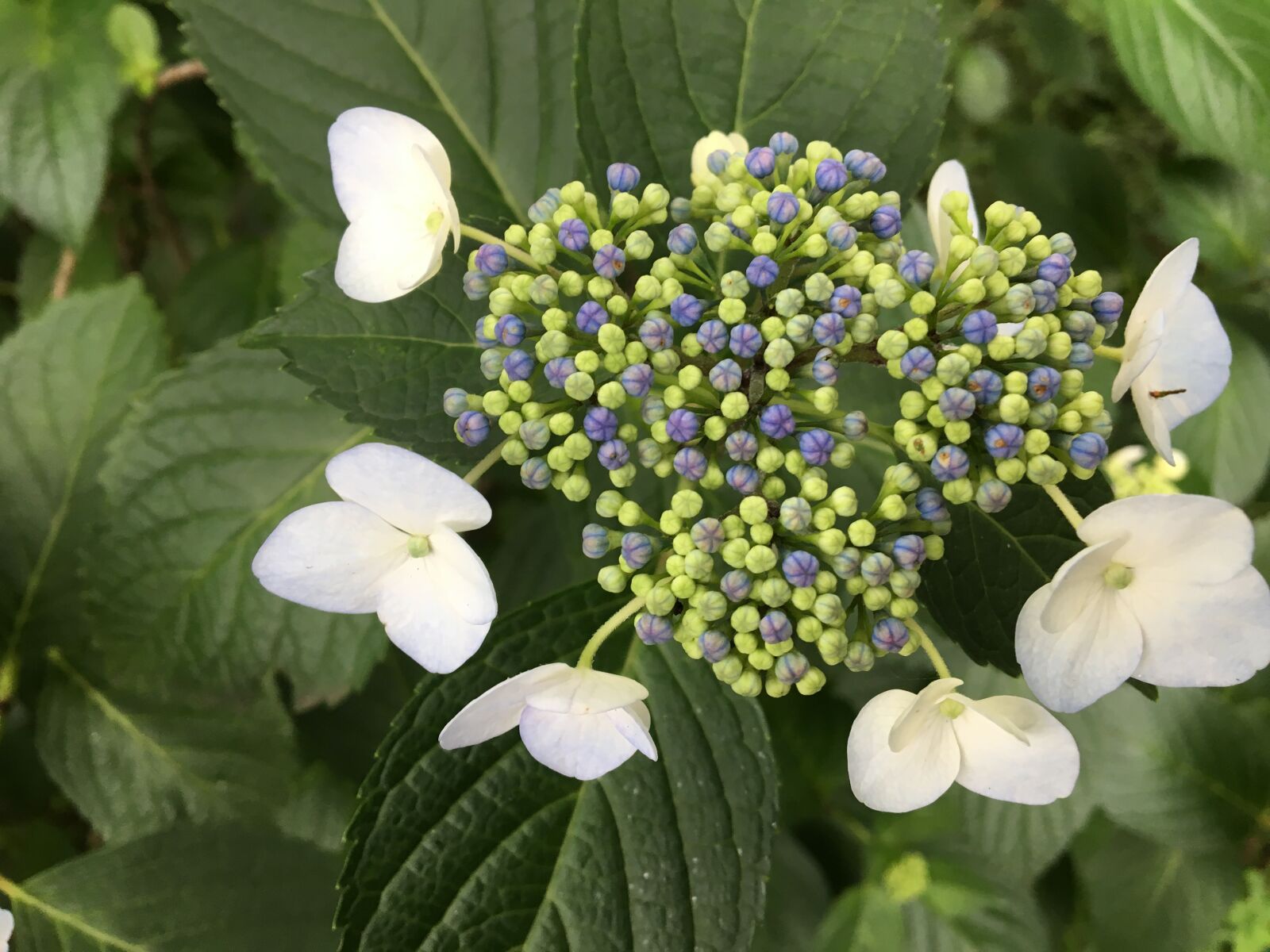 iPhone 6s back camera 4.15mm f/2.2 sample photo. Hydrangea, white, july photography