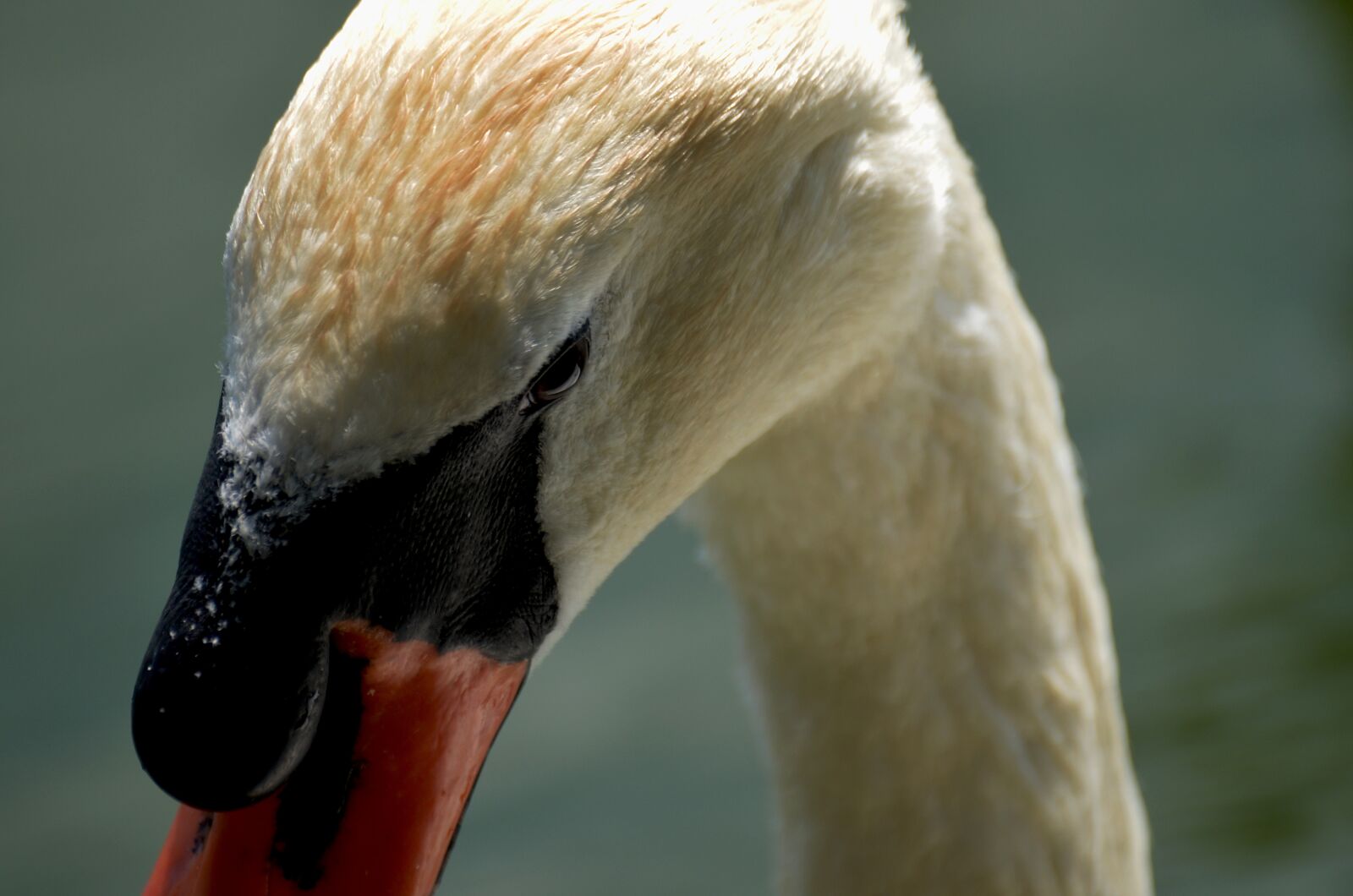 Nikon D5100 sample photo. Swan, portrait, lake photography
