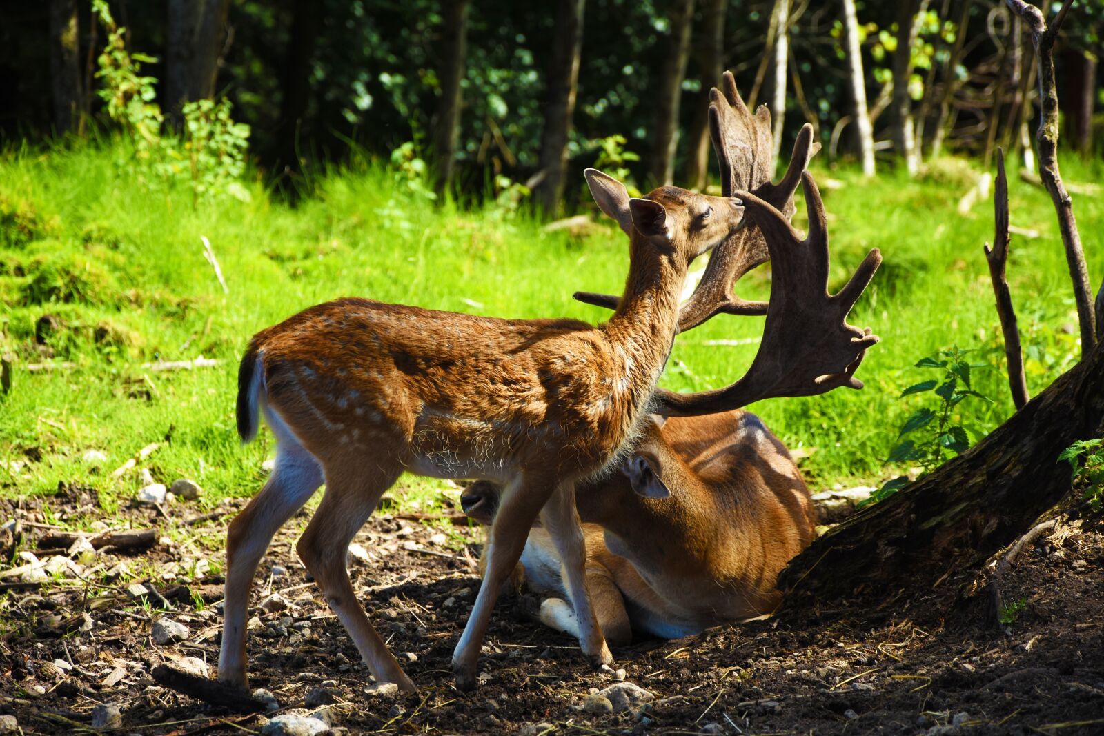 Nikon D7200 sample photo. Roe deer, hirsch, wild photography