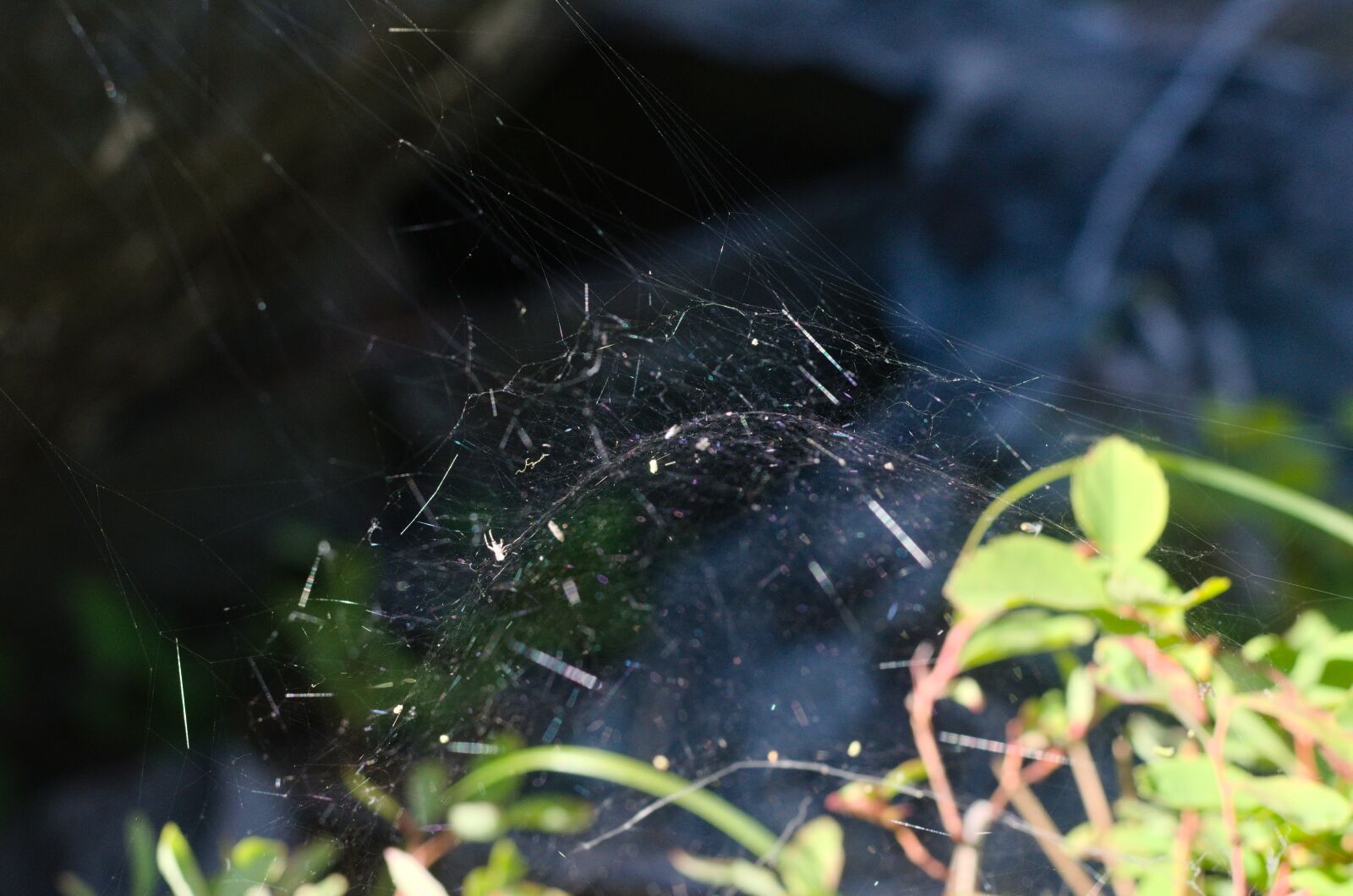Nikon D7000 sample photo. Spider, web, spiderweb photography