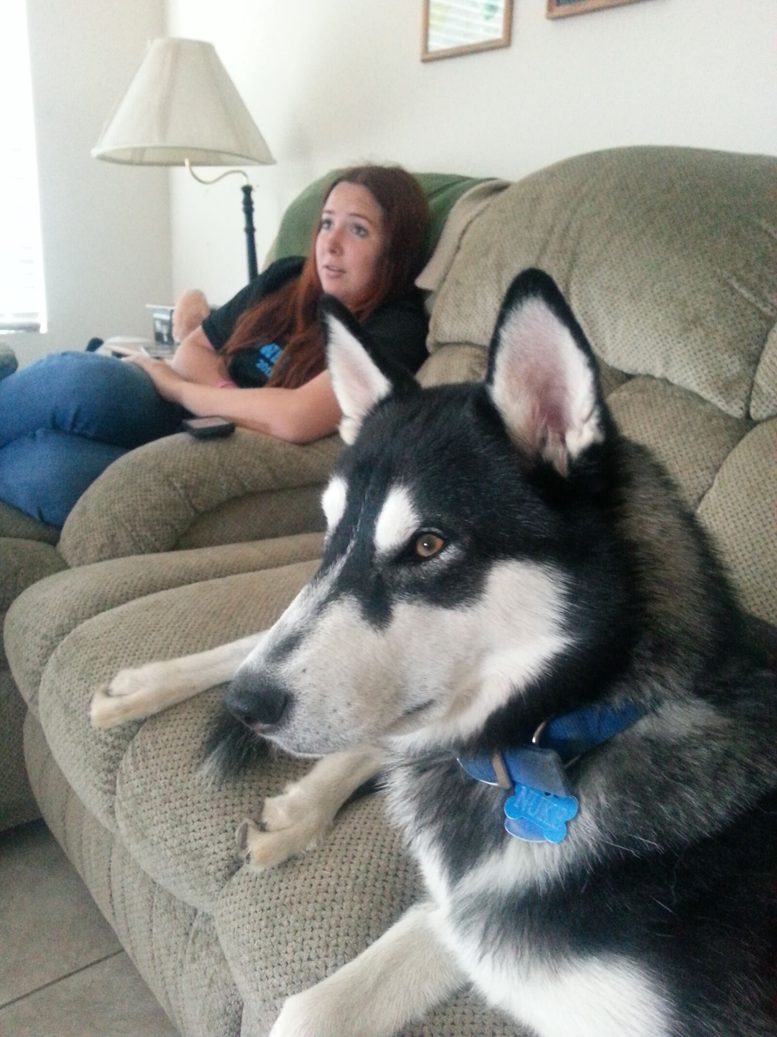 Samsung Galaxy S3 sample photo. Siberian, husky photography