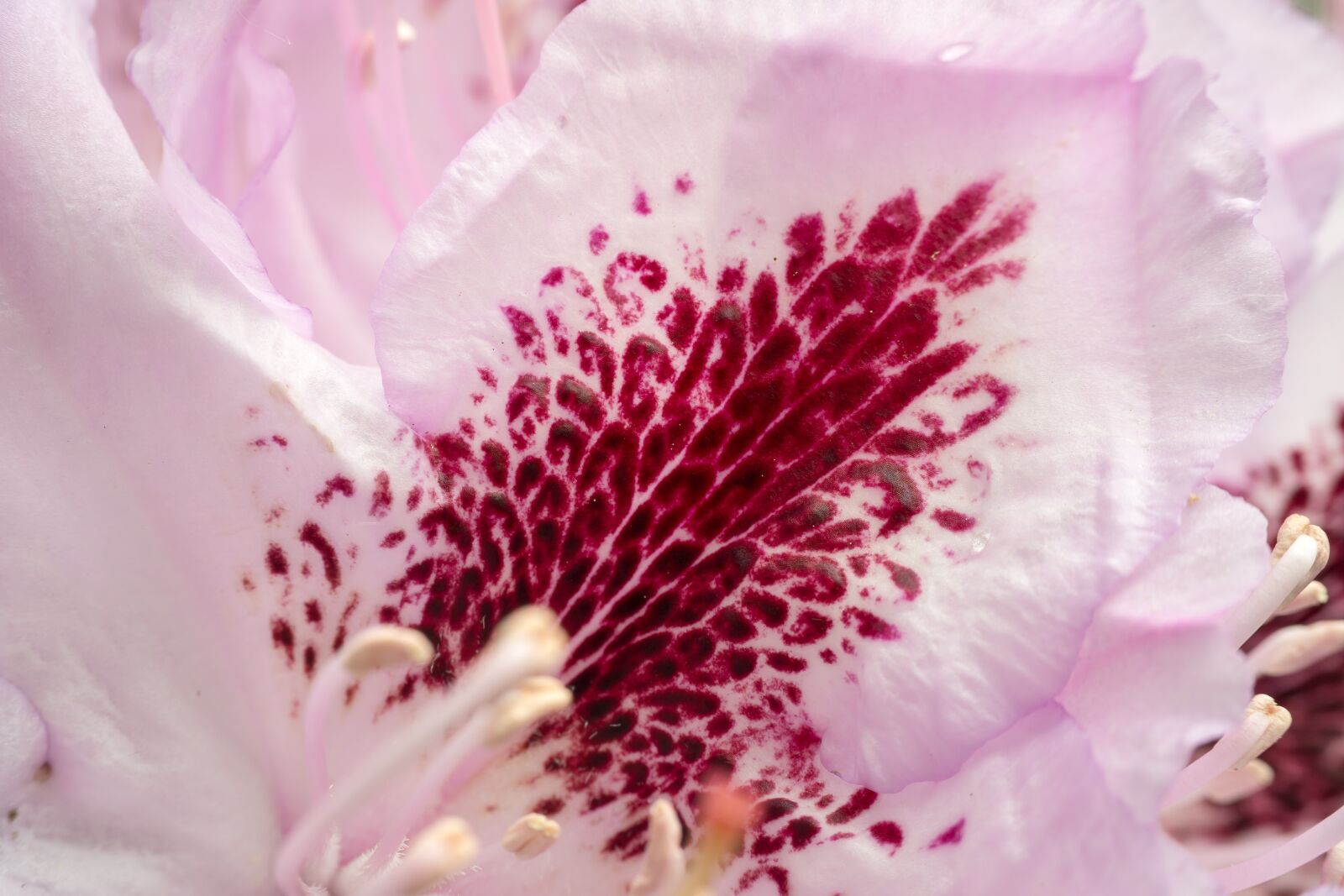 Samsung NX300M sample photo. Rhododendron, blossom, bloom photography