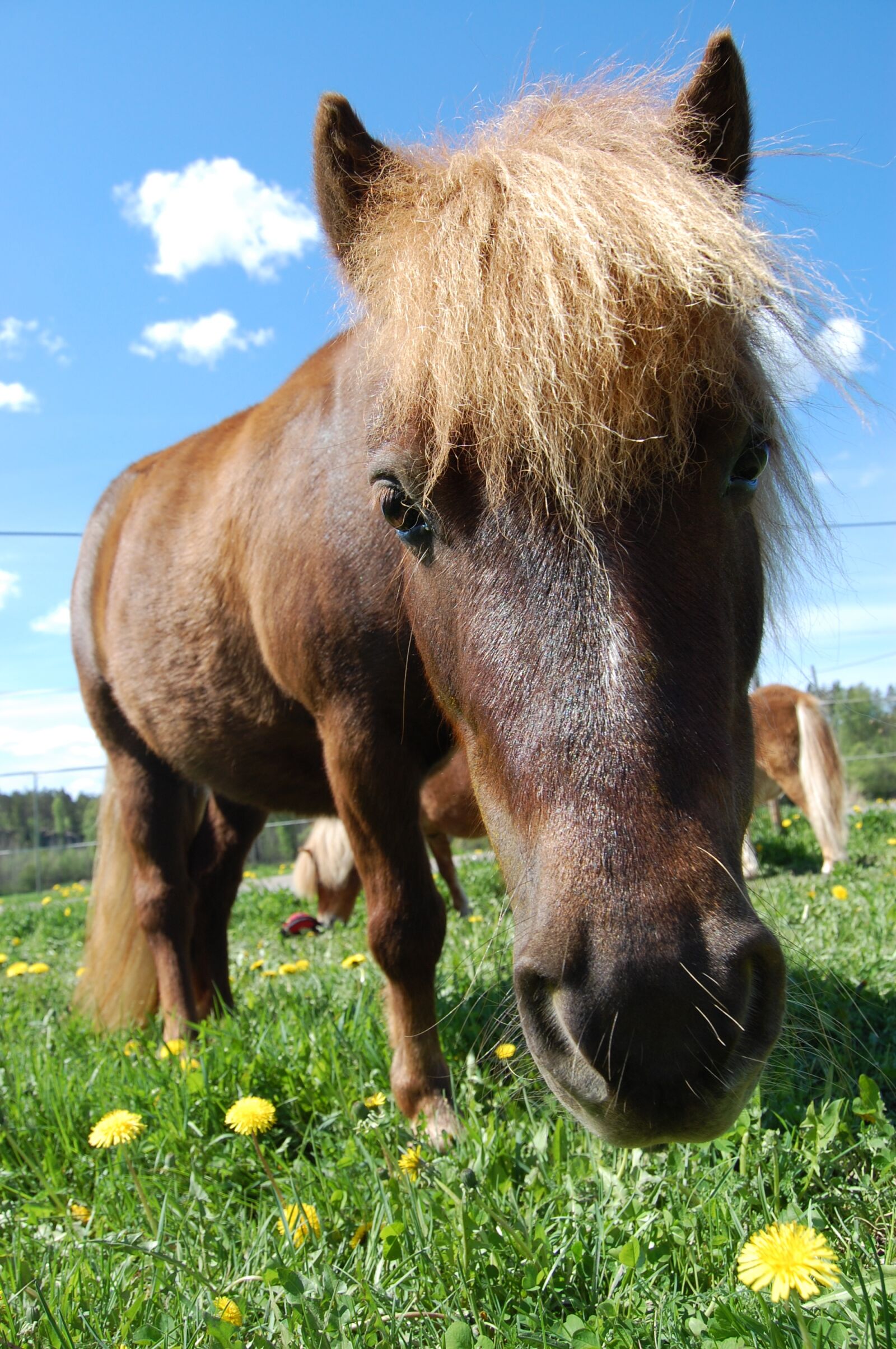 Nikon D40 sample photo. Pony, summer, pasture photography