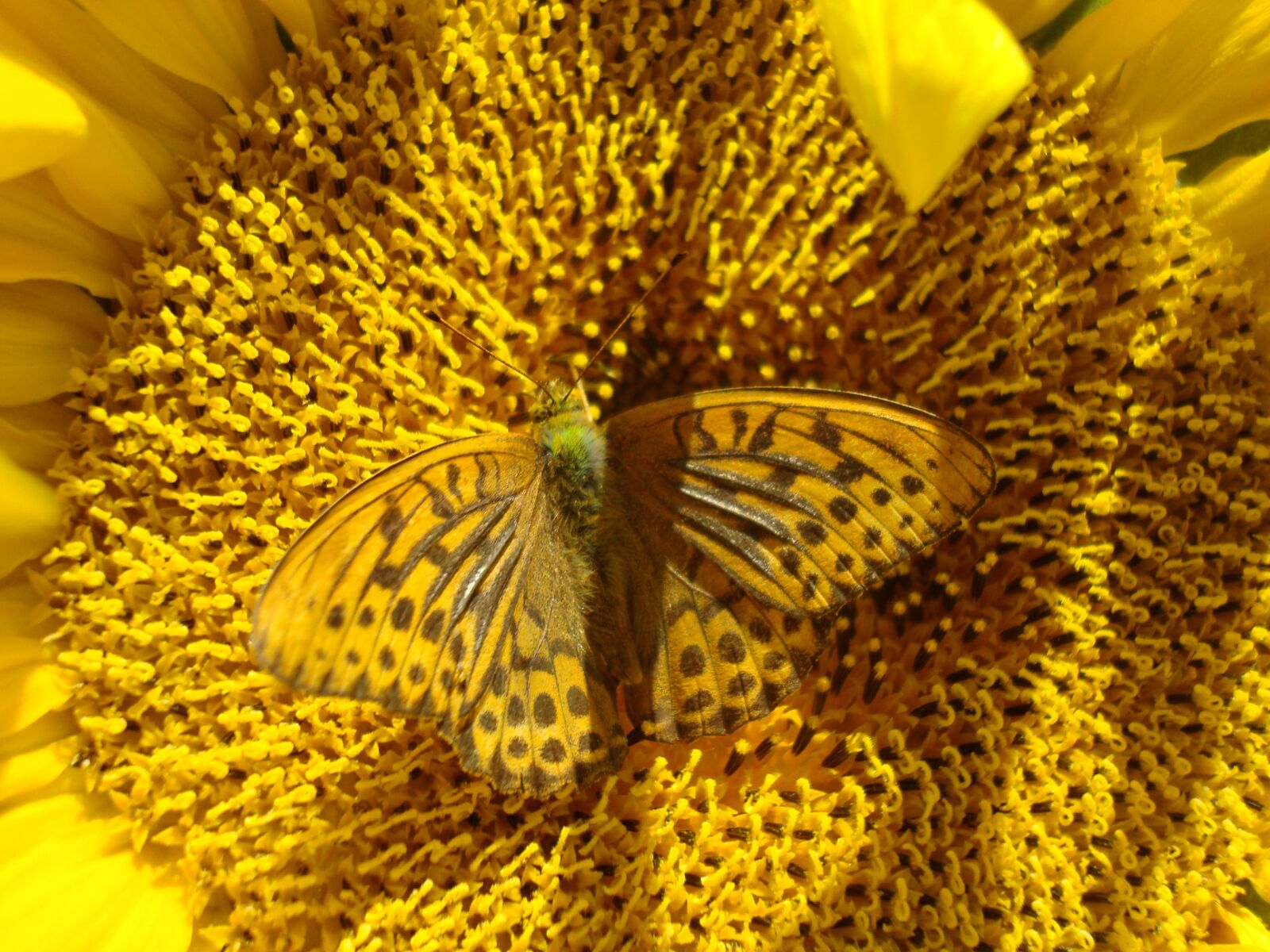 Sony DSC-W80 sample photo. Sunflower, butterfly, yellow photography