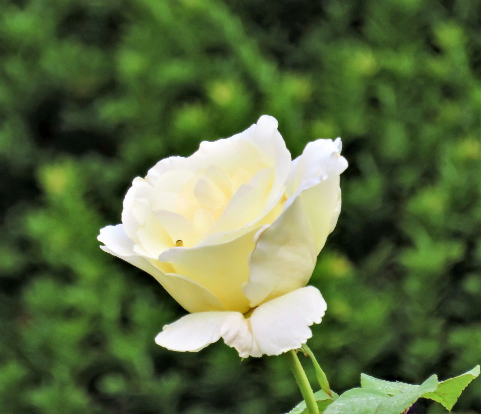 Canon PowerShot SX710 HS sample photo. Flower, rose, white rose photography