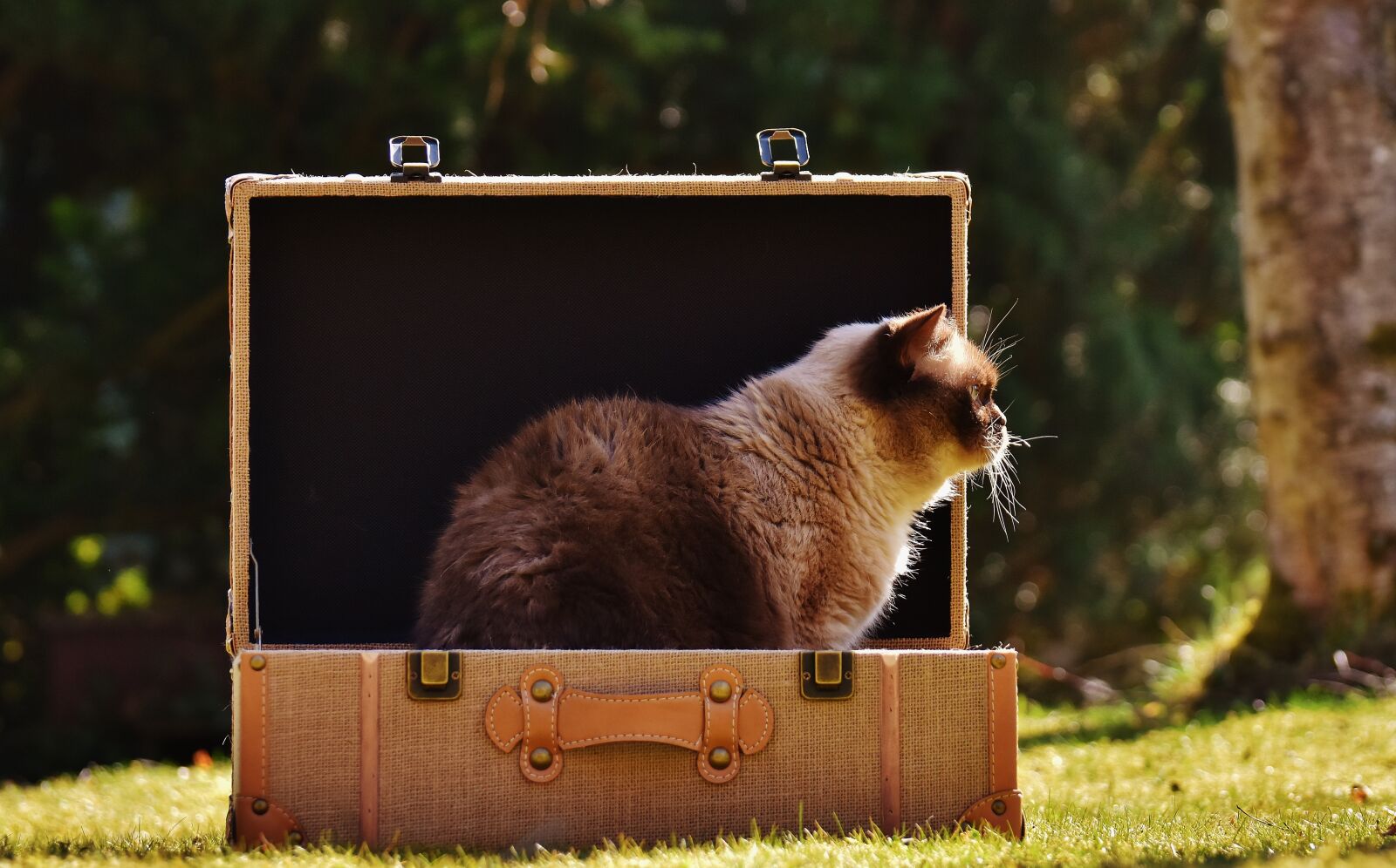 Nikon D7200 sample photo. Cat, british shorthair, luggage photography