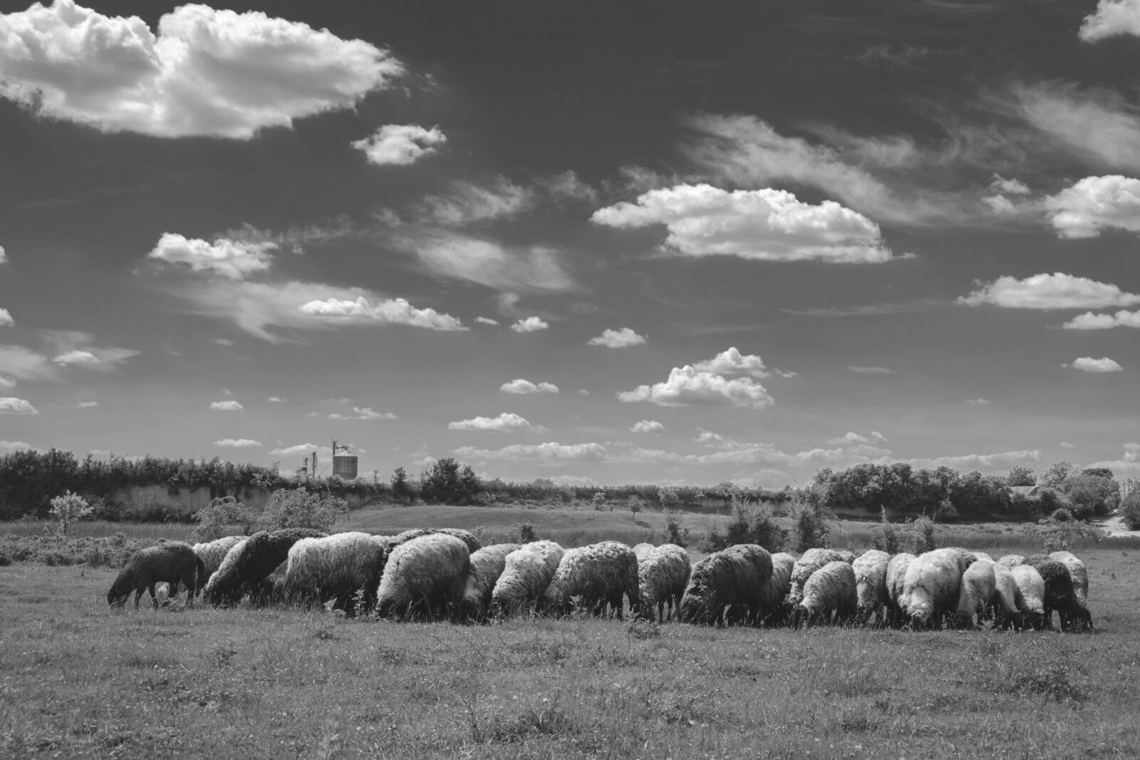Nikon D3300 sample photo. Sheep, sky, grass photography