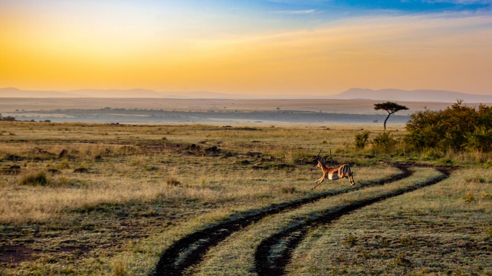 Canon EOS 5D Mark II sample photo. Antelope, sunset, kenya photography