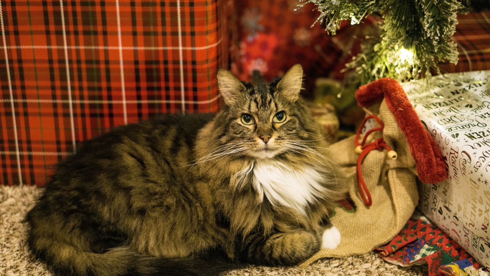 E 50mm F1.8 OSS sample photo. Cat, christmas, animal photography