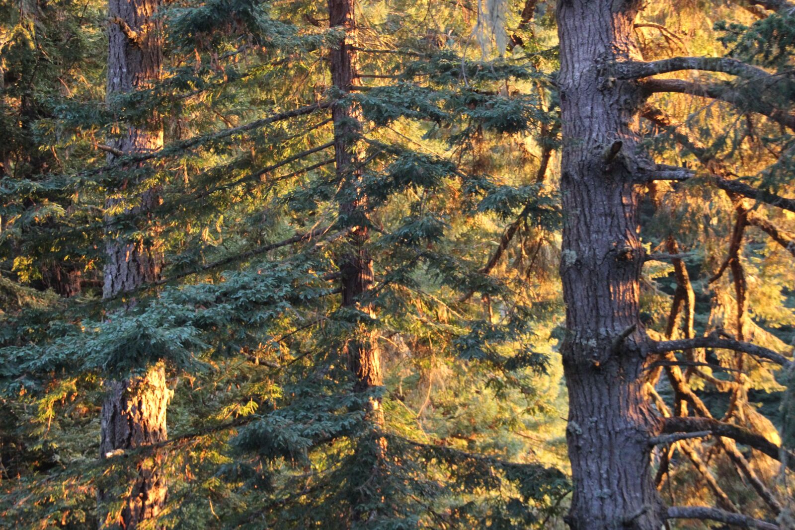 Canon EOS 600D (Rebel EOS T3i / EOS Kiss X5) sample photo. Trees, landscape, forest photography