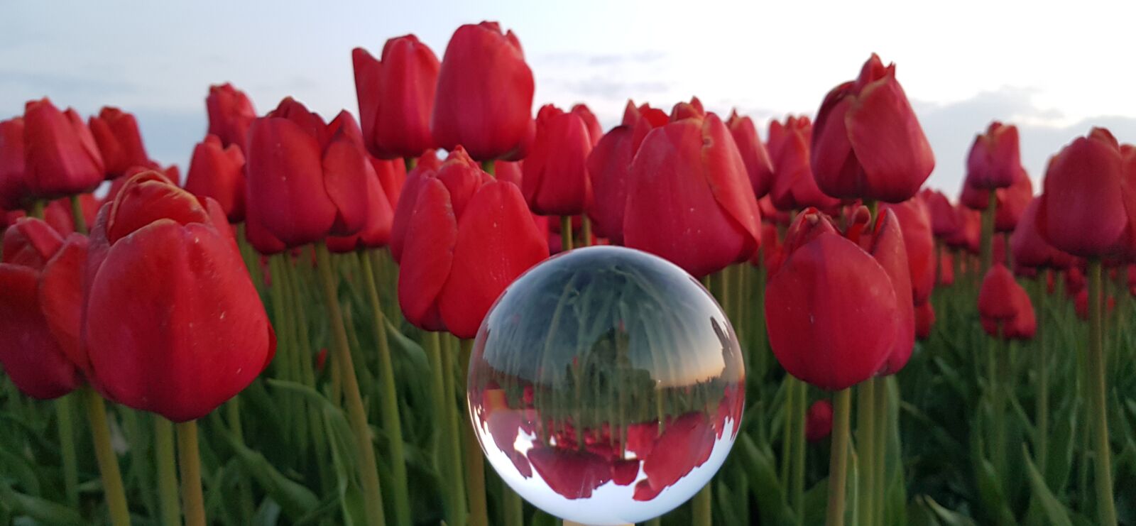 Samsung Galaxy S8 sample photo. Tulip field, red tulips photography