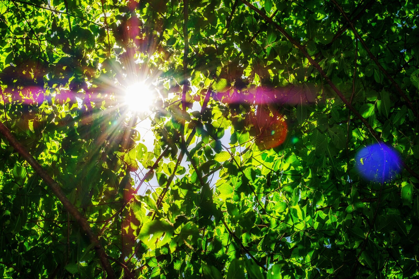Fujifilm X-T2 + Fujifilm XF 55-200mm F3.5-4.8 R LM OIS sample photo. Leaves, aesthetic, tree photography