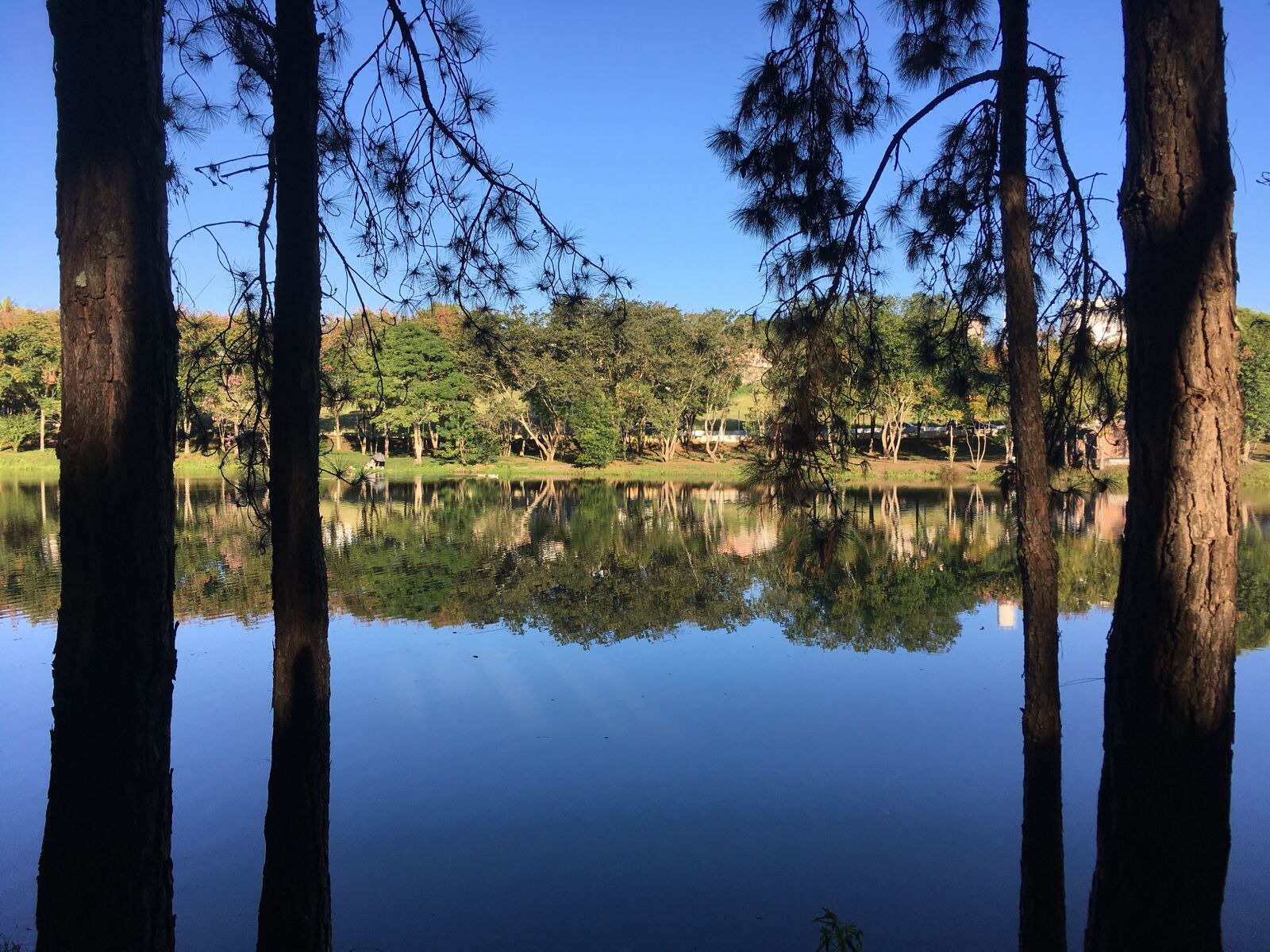 iPhone SE back camera 4.15mm f/2.2 sample photo. Nature, lake, pond photography