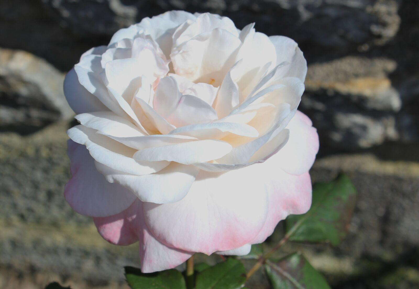 Canon EOS 550D (EOS Rebel T2i / EOS Kiss X4) sample photo. Rose, garden, flower photography