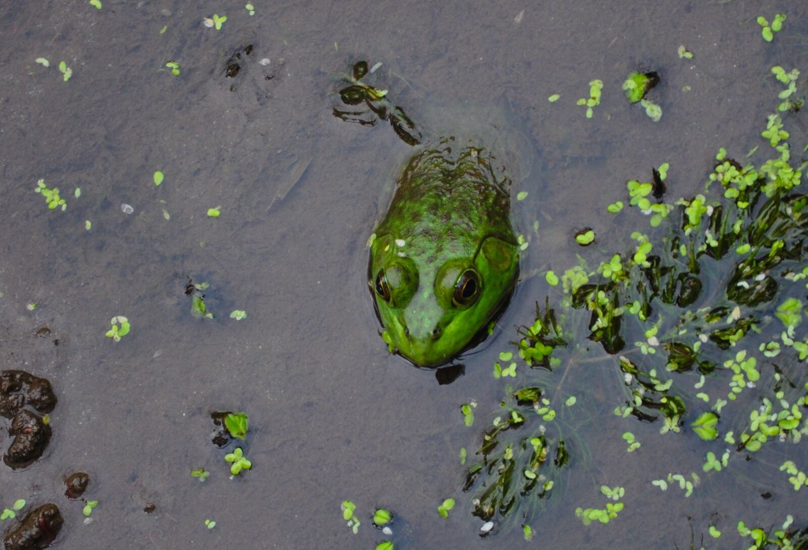 Nikon D5000 sample photo. Frog, pond, spring photography