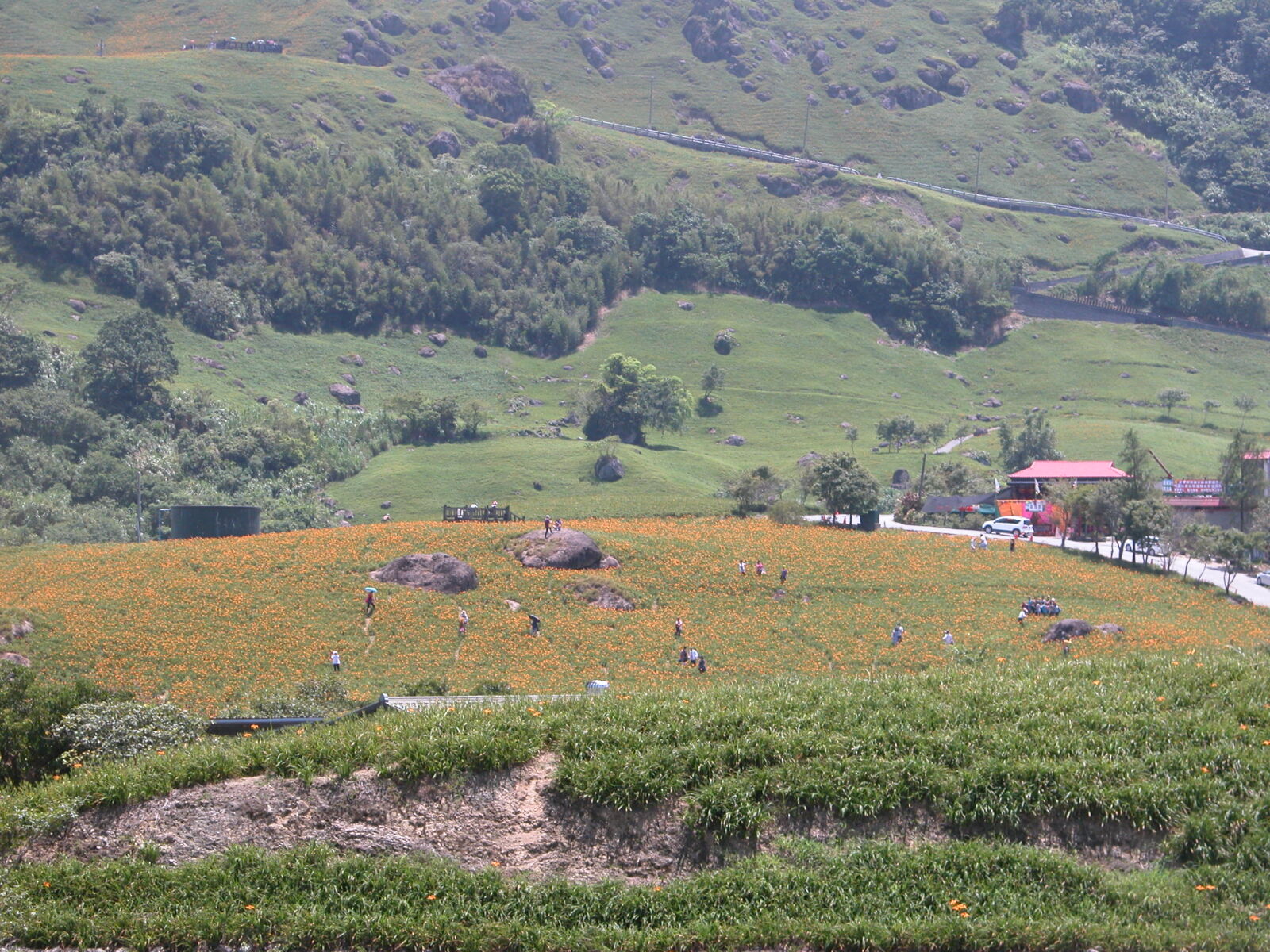 Nikon E5700 sample photo. Daylily, hualien, city, mountain photography