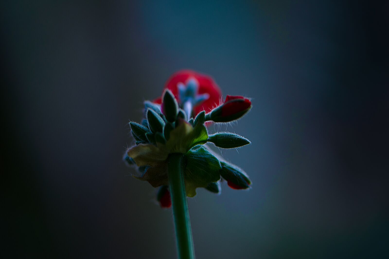 Nikon D5600 sample photo. Happy passover, mothers day photography