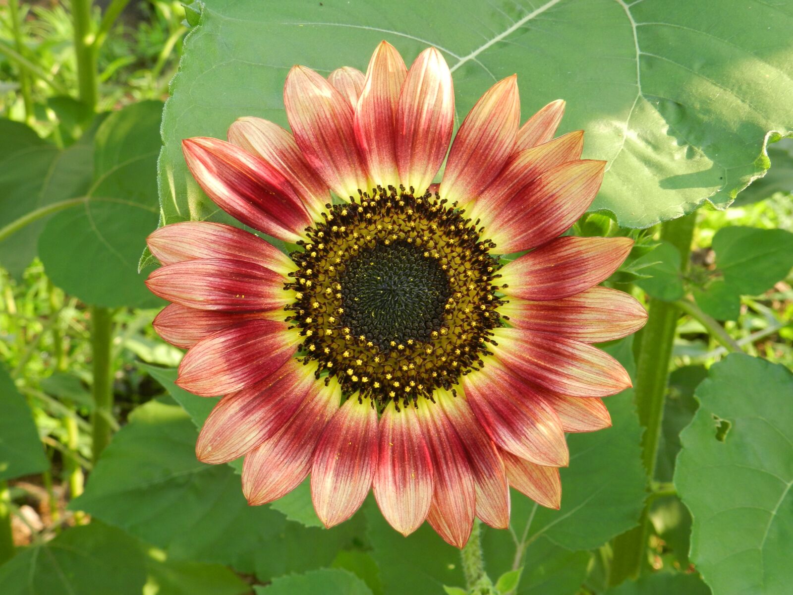 Nikon Coolpix P500 sample photo. Sunflower, red, flower photography