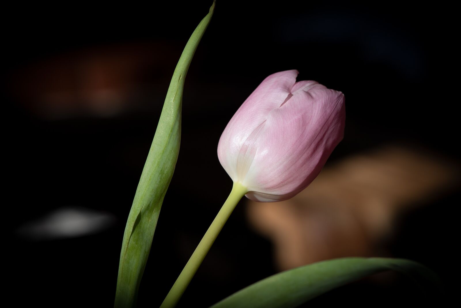 Nikon D750 sample photo. Tulip, flower, pink photography