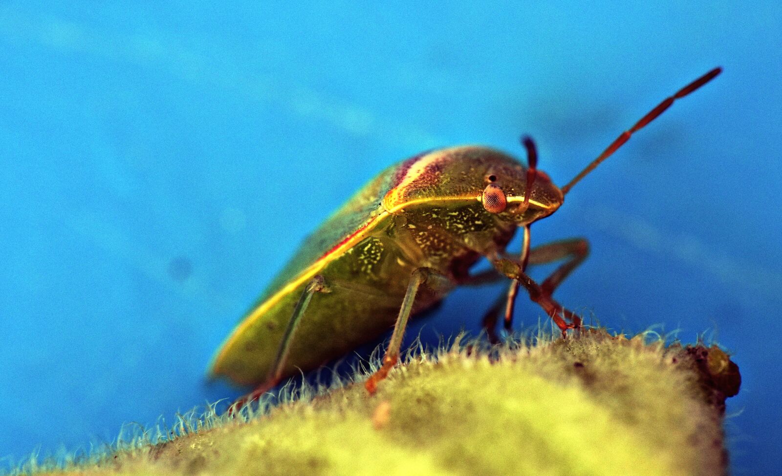 Nikon D5600 sample photo. Green bug, insect, arthropod photography