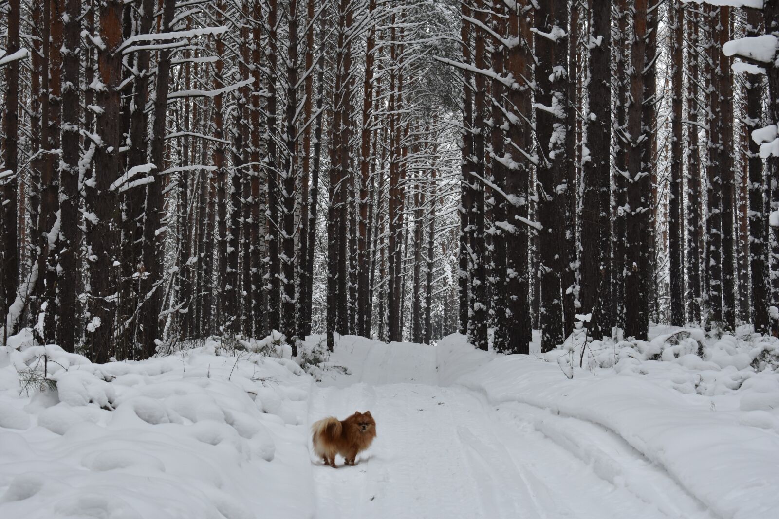 Nikon D3400 sample photo. Forest, snow, pine photography