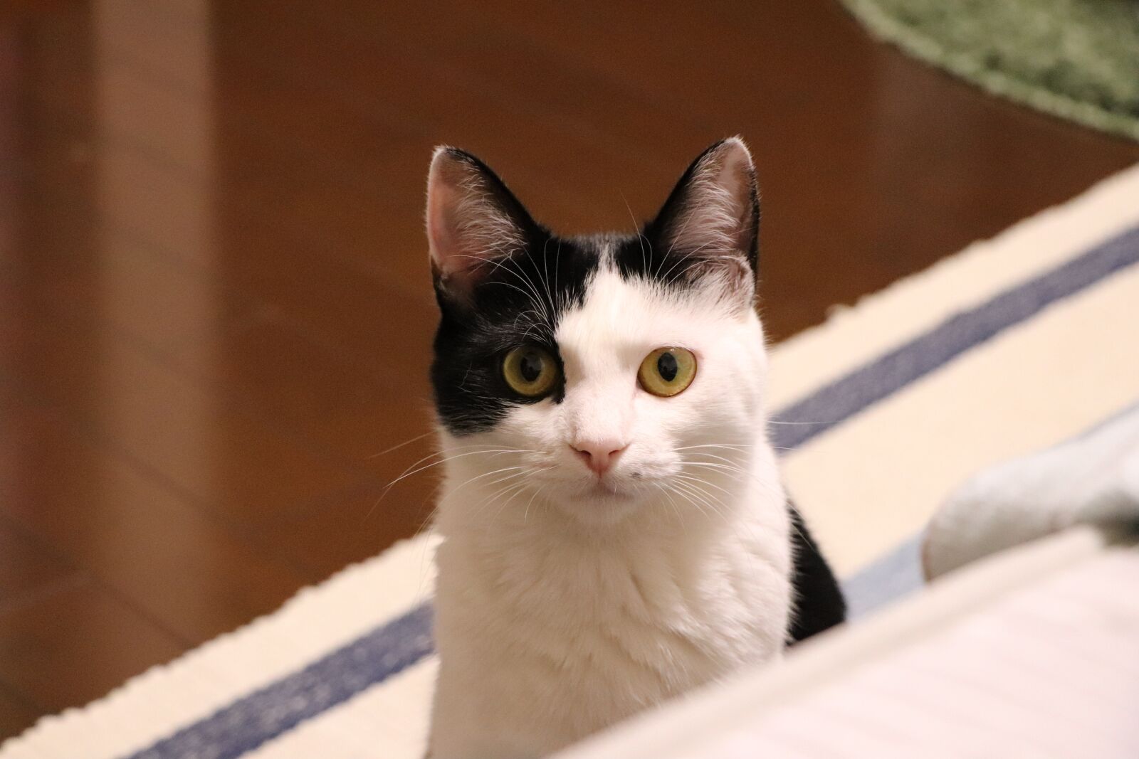 Canon EOS 77D (EOS 9000D / EOS 770D) sample photo. Cat, animal, cute photography