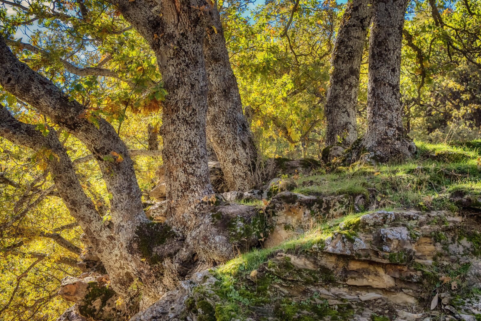 Nikon D3300 sample photo. Tree, trunk, nature photography