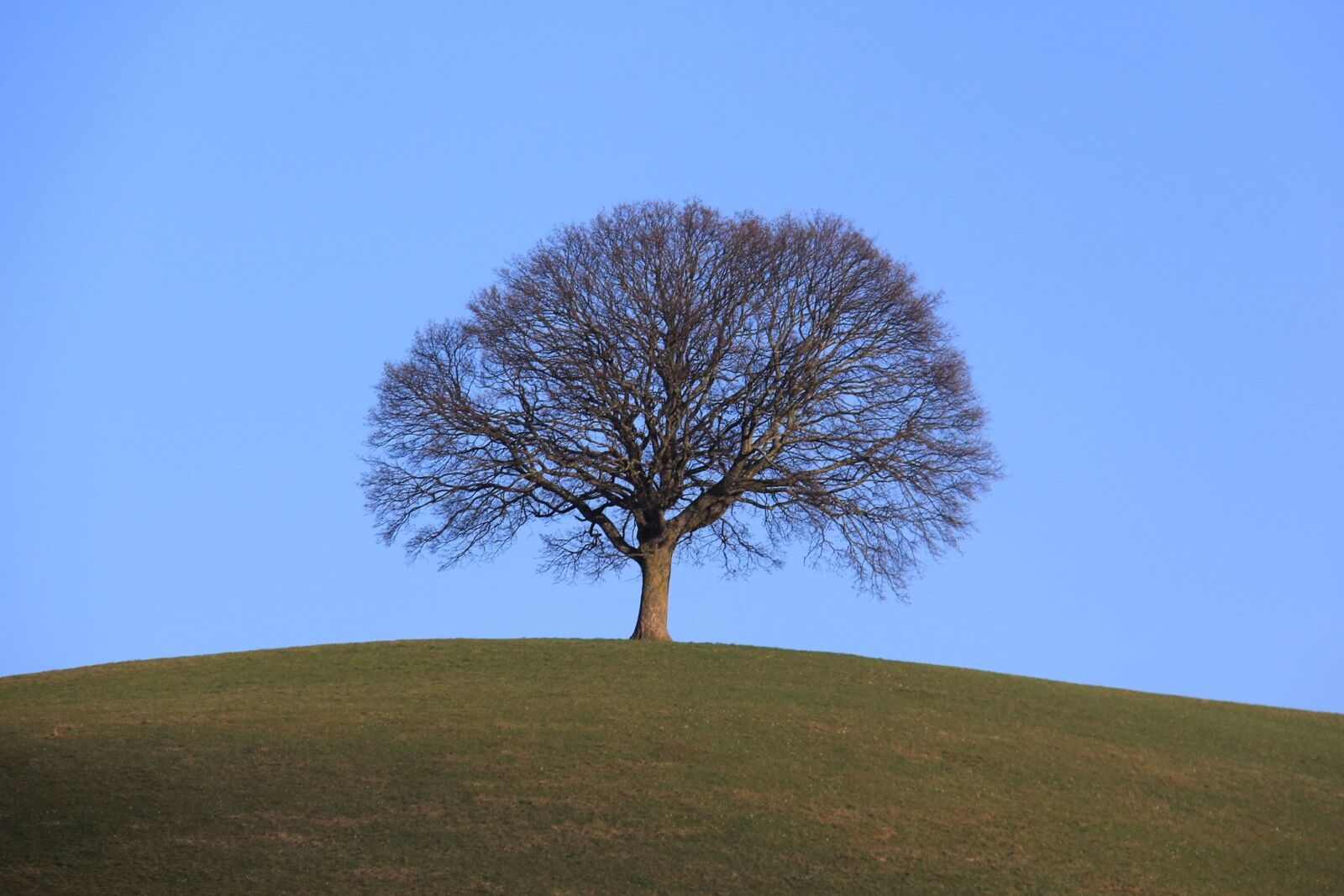 Canon EOS 60D sample photo. Tree, lonely, landscape photography