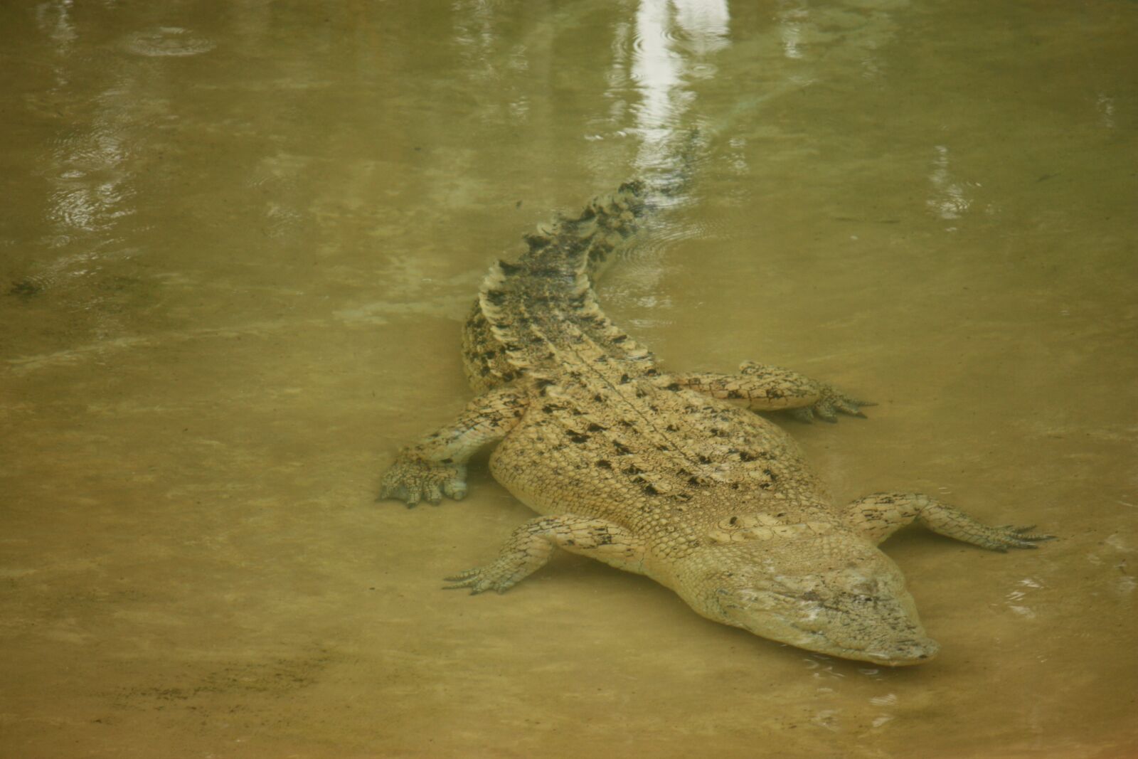 Canon EOS 450D (EOS Rebel XSi / EOS Kiss X2) sample photo. Crocodile, wild, native photography
