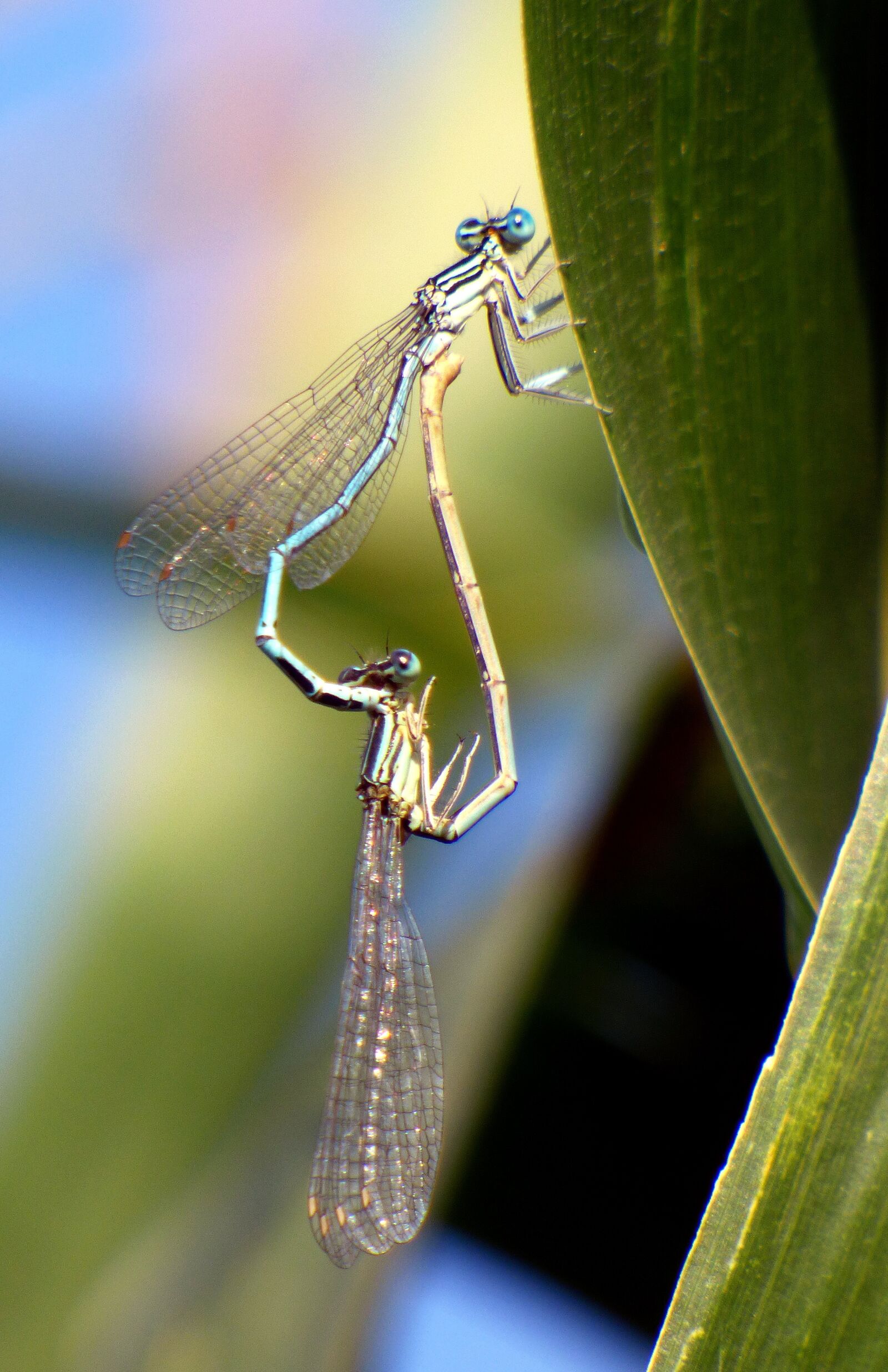 Panasonic DMC-FZ72 sample photo. Bridesmaids, dragonflies, coupling photography