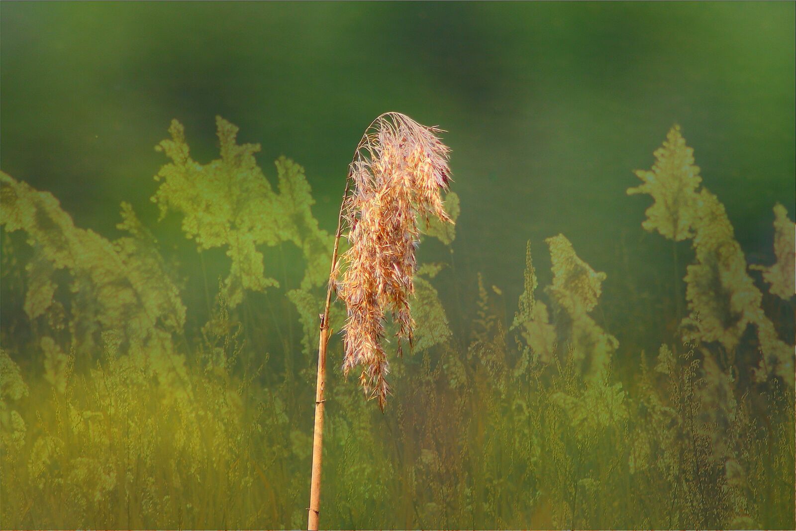 Canon EOS 1000D (EOS Digital Rebel XS / EOS Kiss F) sample photo. Reeds, nature, halme photography