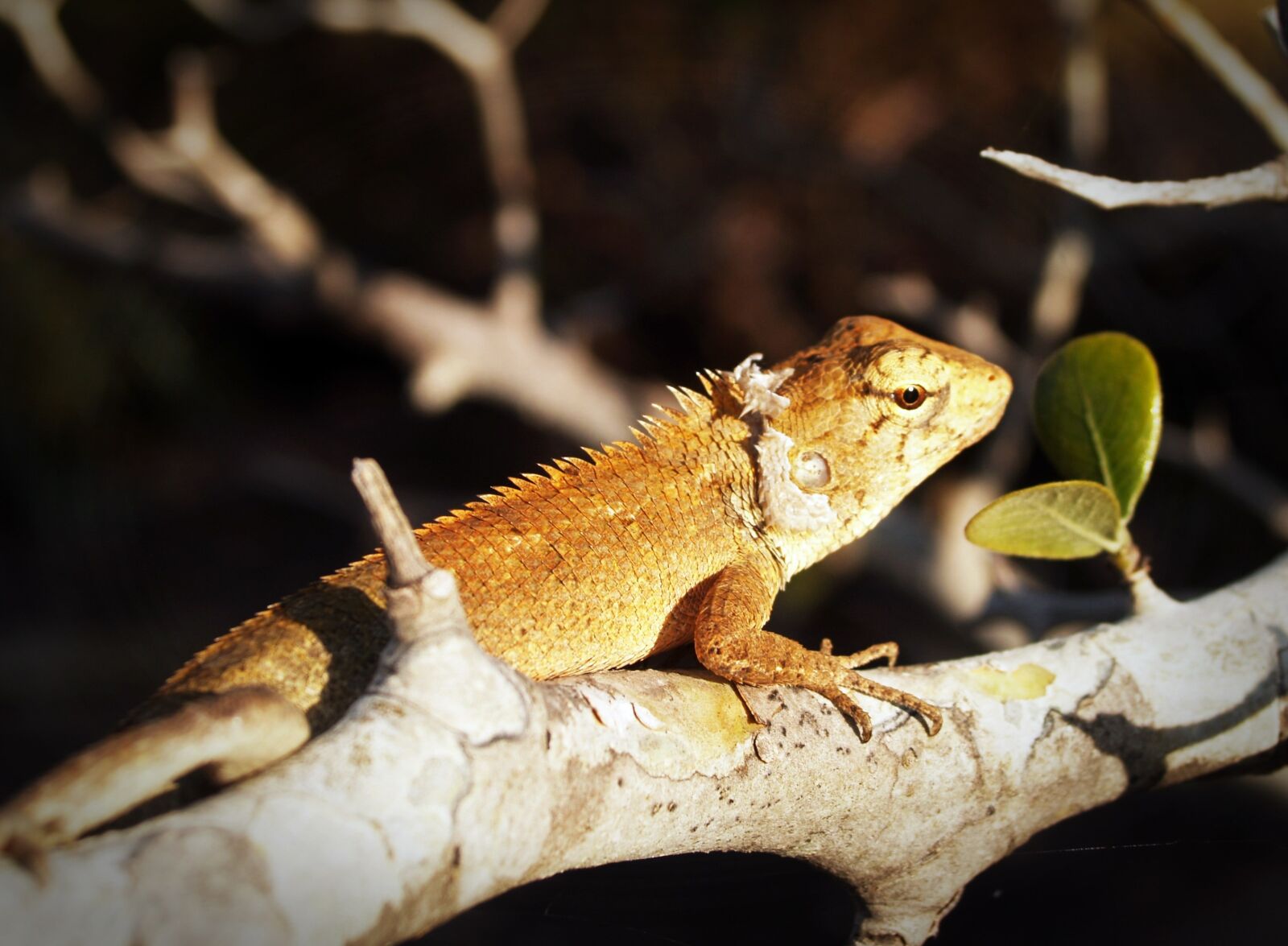 Olympus E-300 (EVOLT E-300) sample photo. Animal, background, basilisk photography