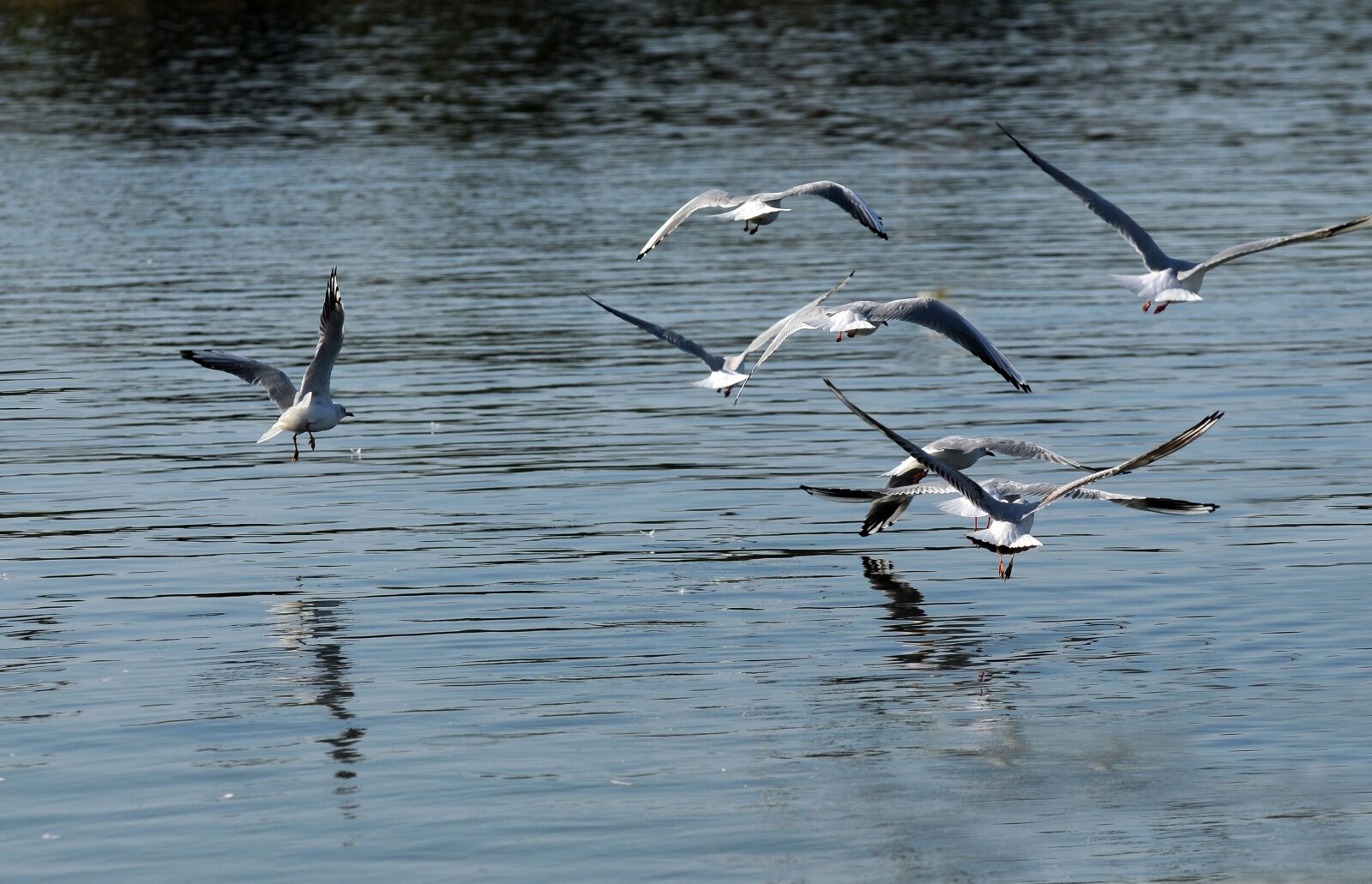 Nikon D300 sample photo. Sea, seagulls, flight photography