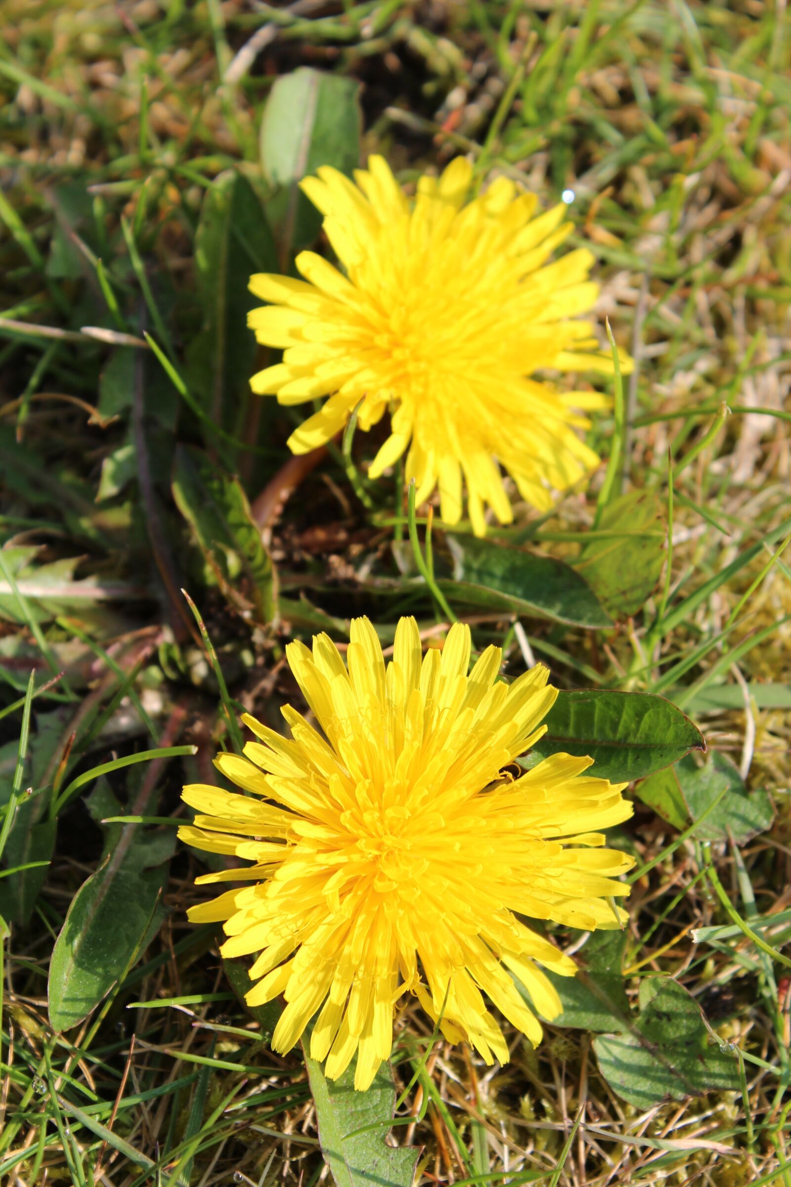 Canon EOS 600D (Rebel EOS T3i / EOS Kiss X5) sample photo. Plant, blossom, bloom photography