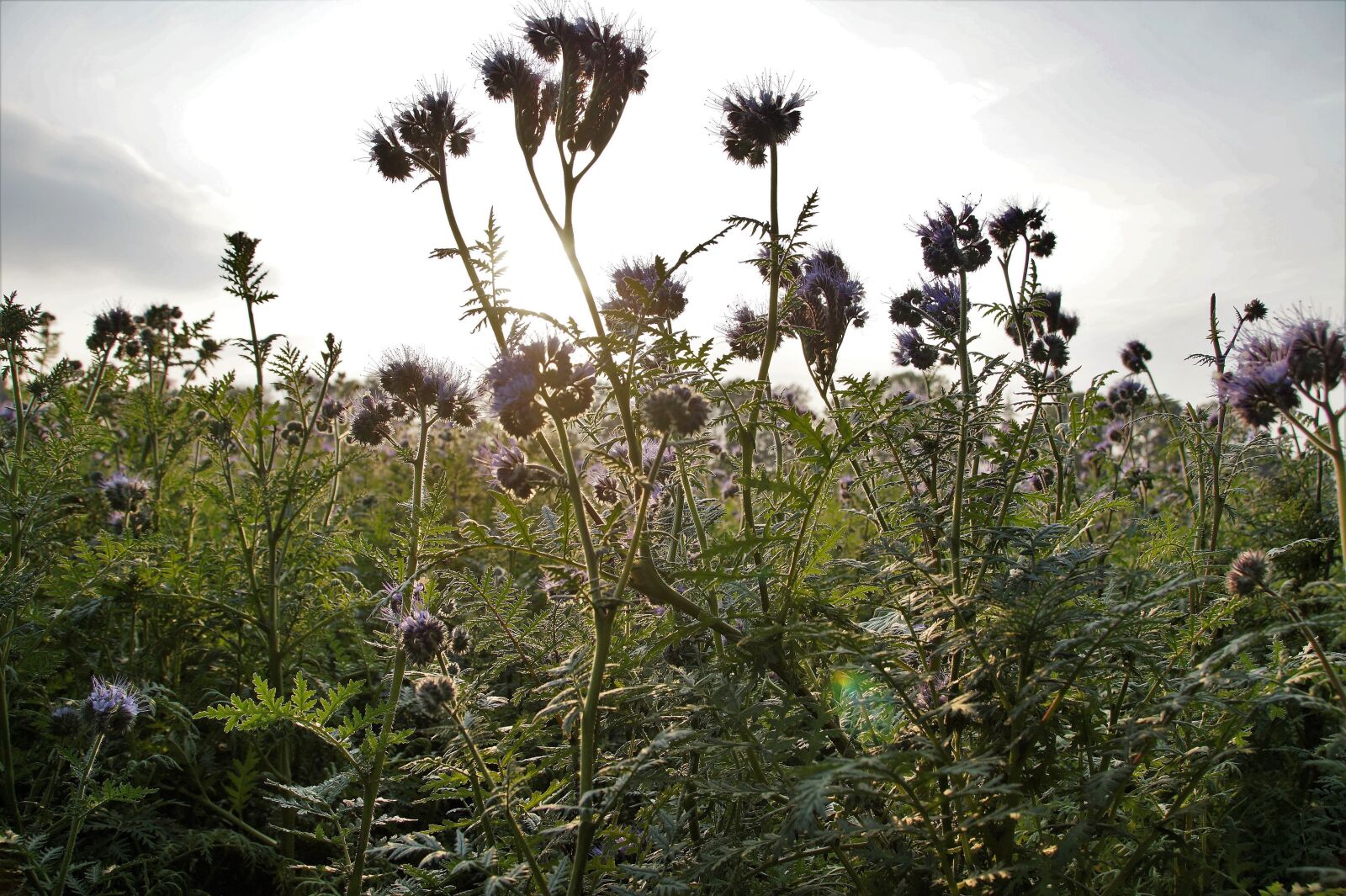 Sony SLT-A58 sample photo. Tansy, phacelia, medonosná photography