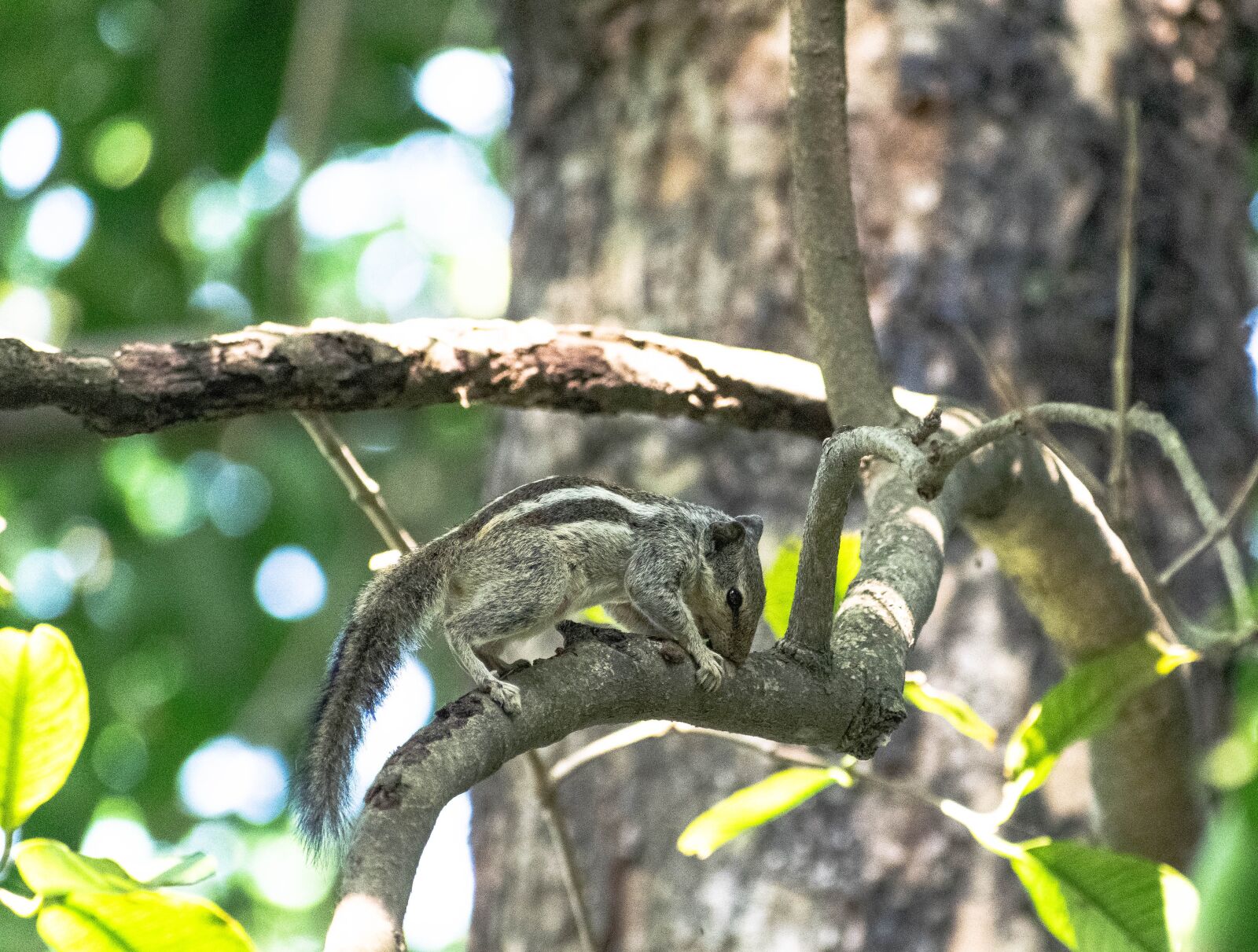 Nikon D3300 sample photo. Squirrel, animal, cute photography