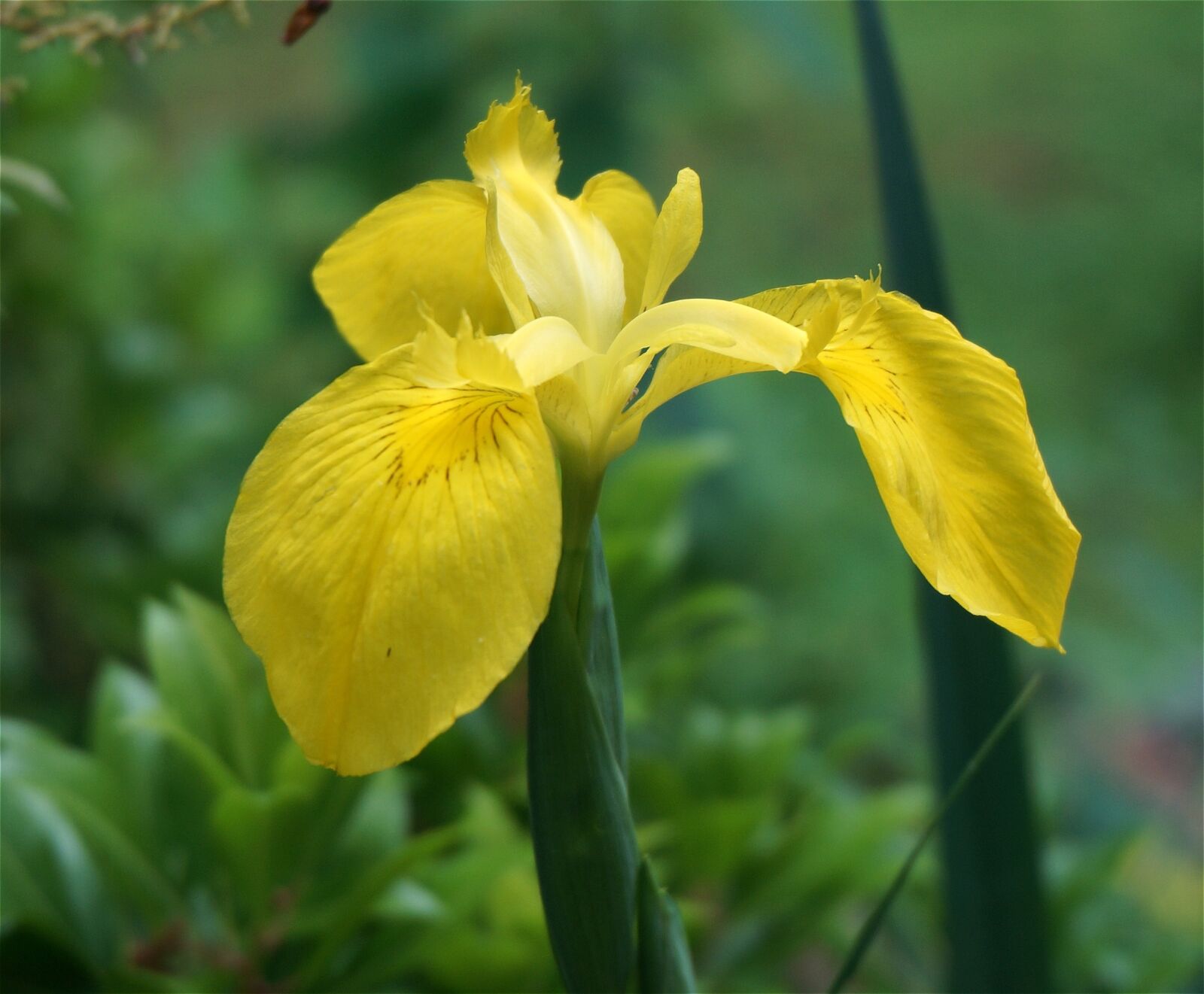 Sony Alpha NEX-5T sample photo. Iris, flowers, yellow photography