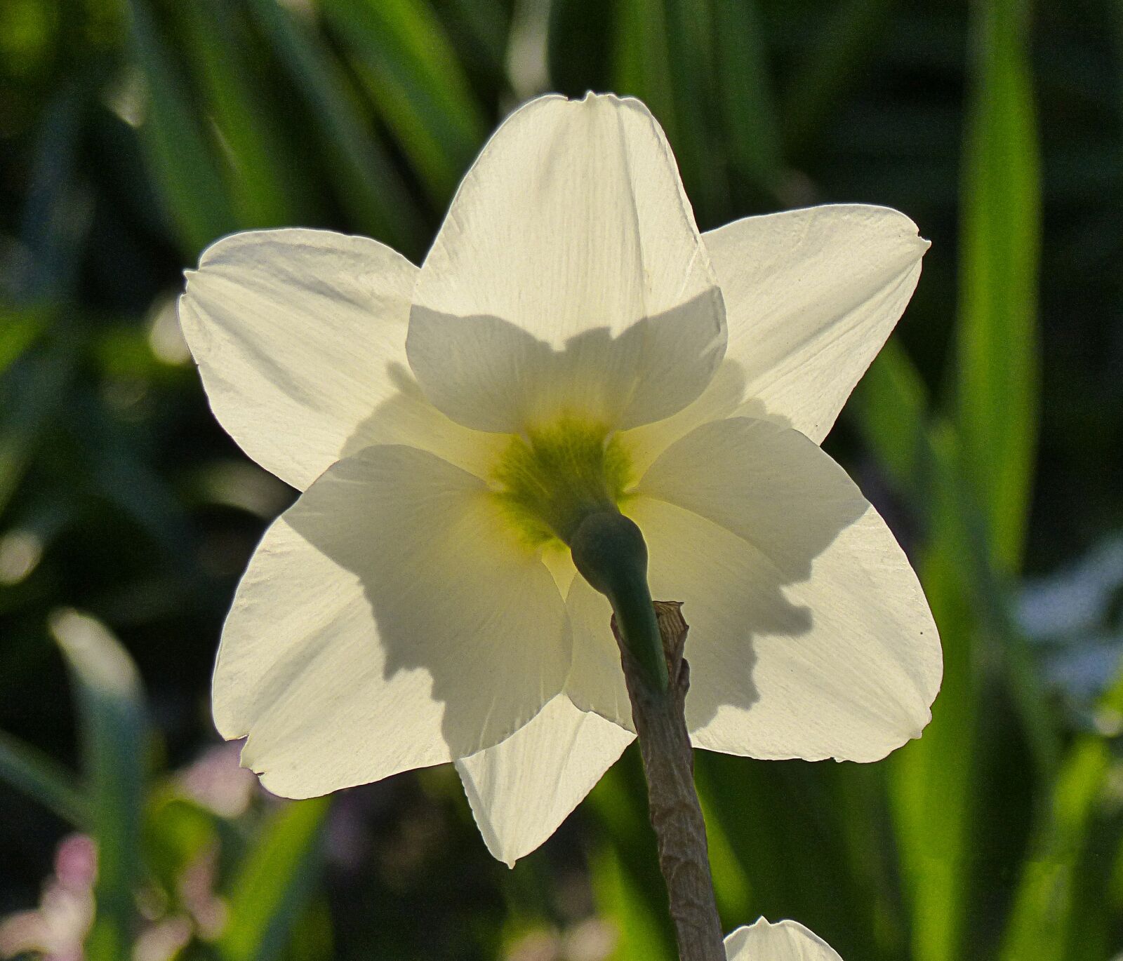 Panasonic Lumix DMC-FZ200 sample photo. Flower, nature, light photography