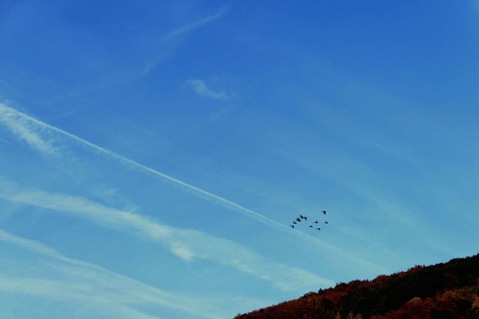 Panasonic Lumix DMC-LX10 (Lumix DMC-LX15) sample photo. Flock of birds, birds photography