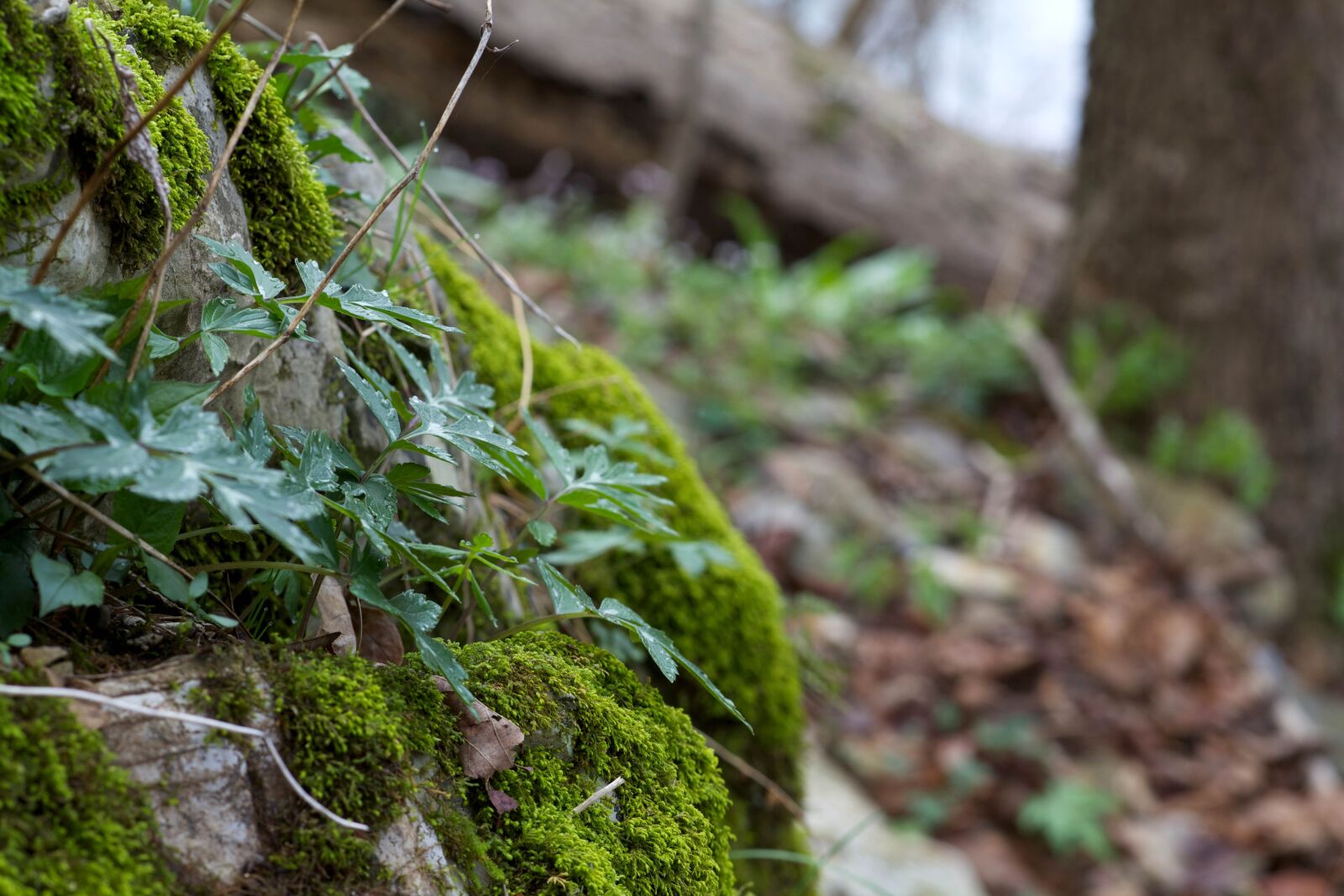 Canon EOS 5D Mark II sample photo. Lichens, wood, fungi, trees photography