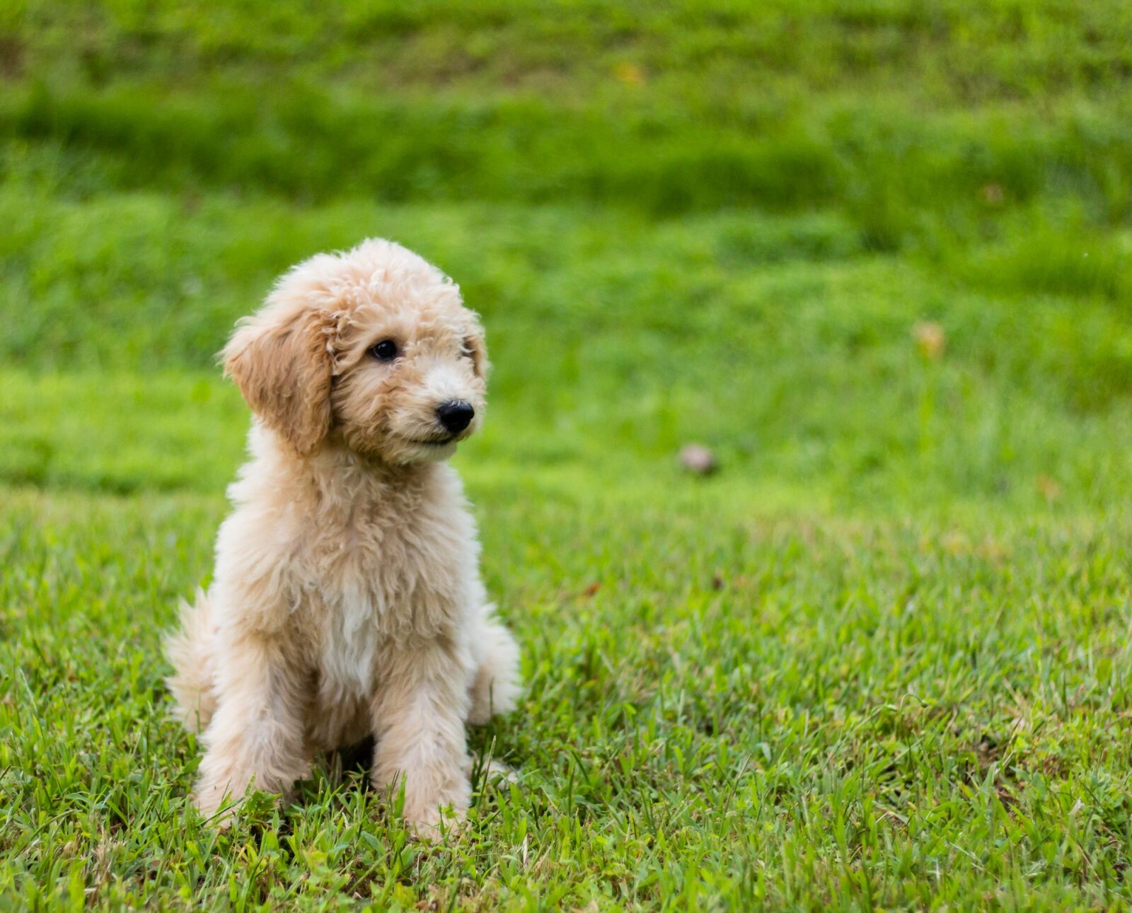 Canon EOS 60D + Canon EF 50mm F1.8 STM sample photo. Goldendoodle, puppy, cute photography