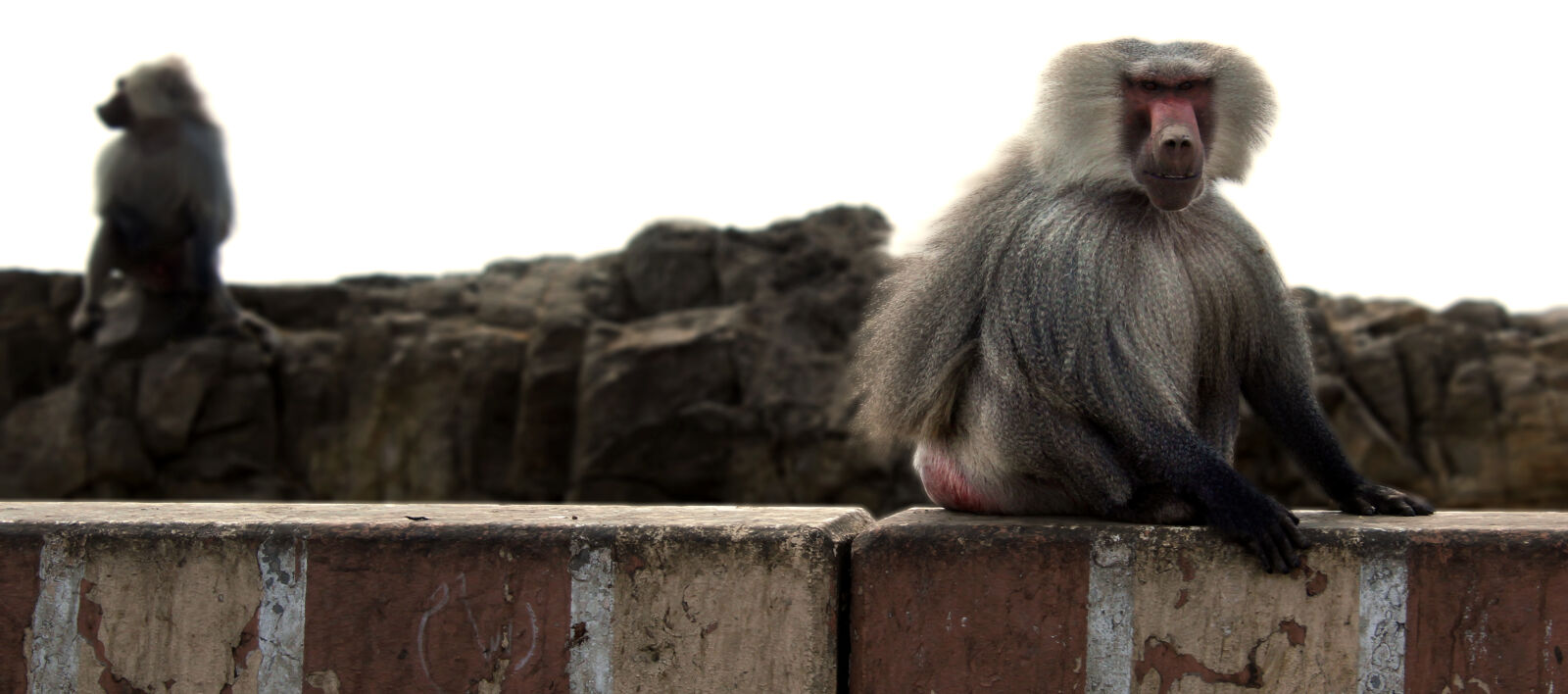 Canon EOS 1200D (EOS Rebel T5 / EOS Kiss X70 / EOS Hi) sample photo. Baboon, monkey, redbutt, taif photography
