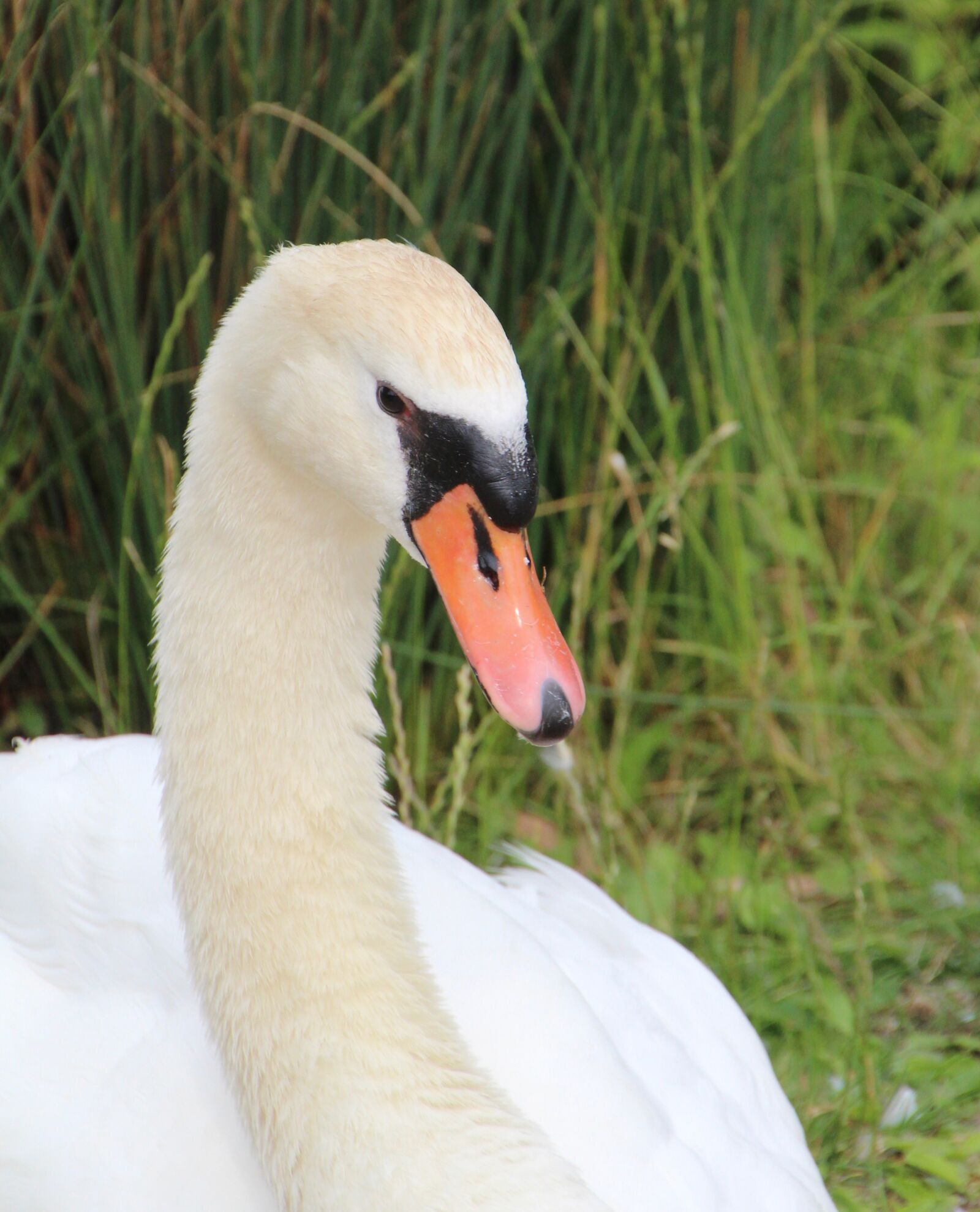 Canon EOS 600D (Rebel EOS T3i / EOS Kiss X5) sample photo. Swan, mute swan, bird photography