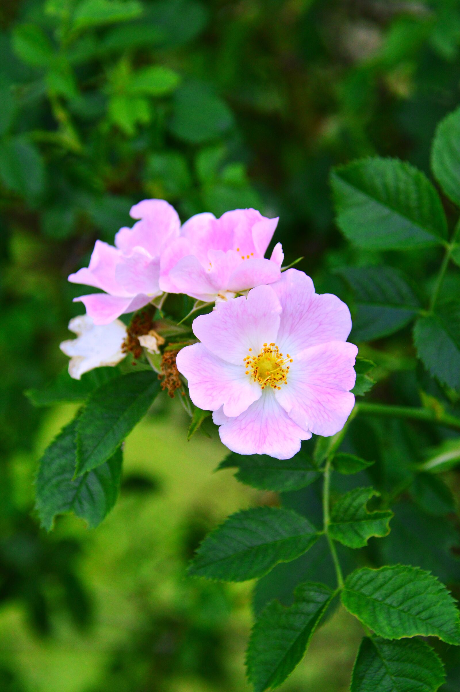 Nikon D3200 sample photo. Rosehips, lace flower, flower photography