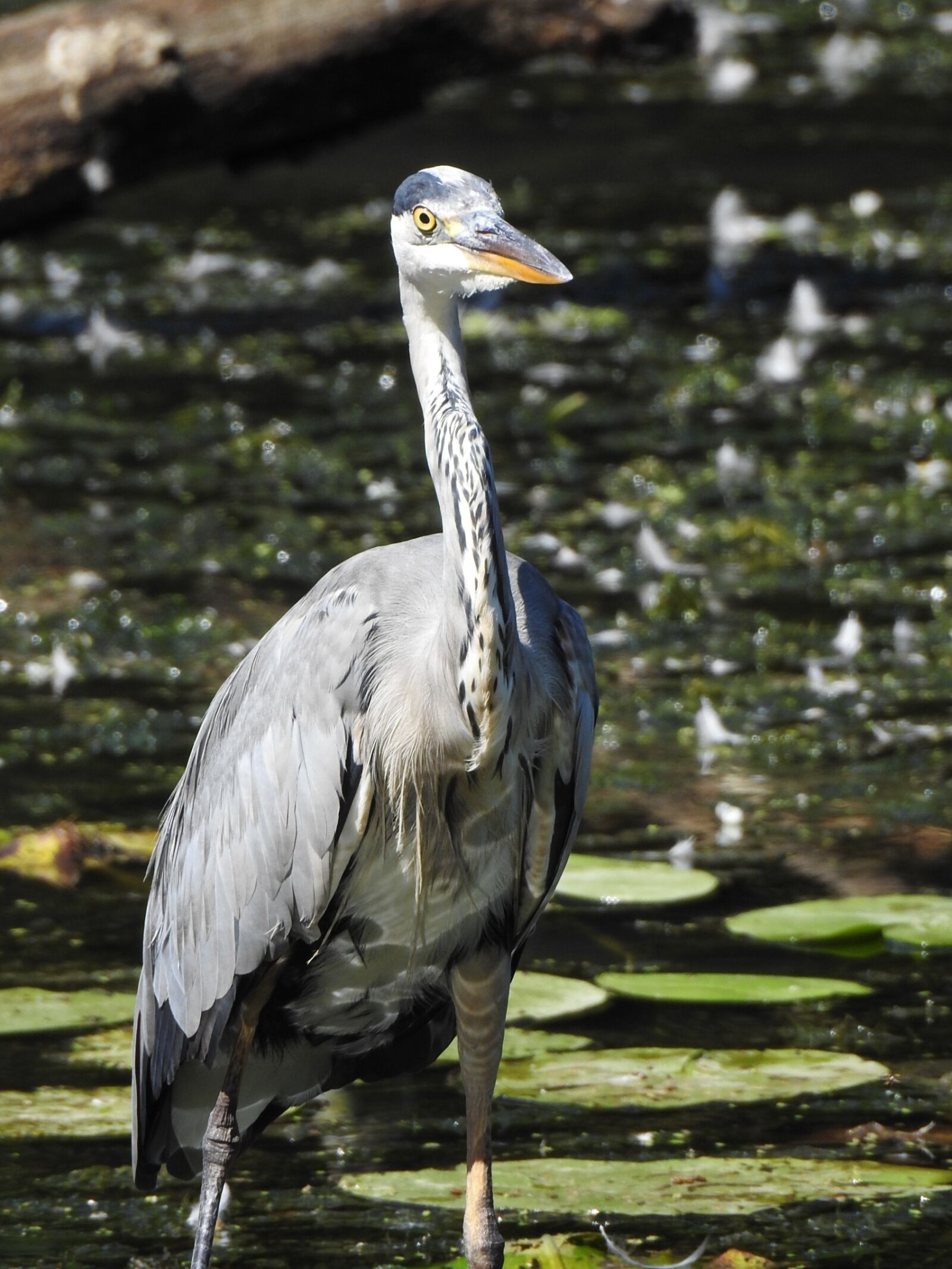 Nikon Coolpix P900 sample photo. Bird, pond, nature photography