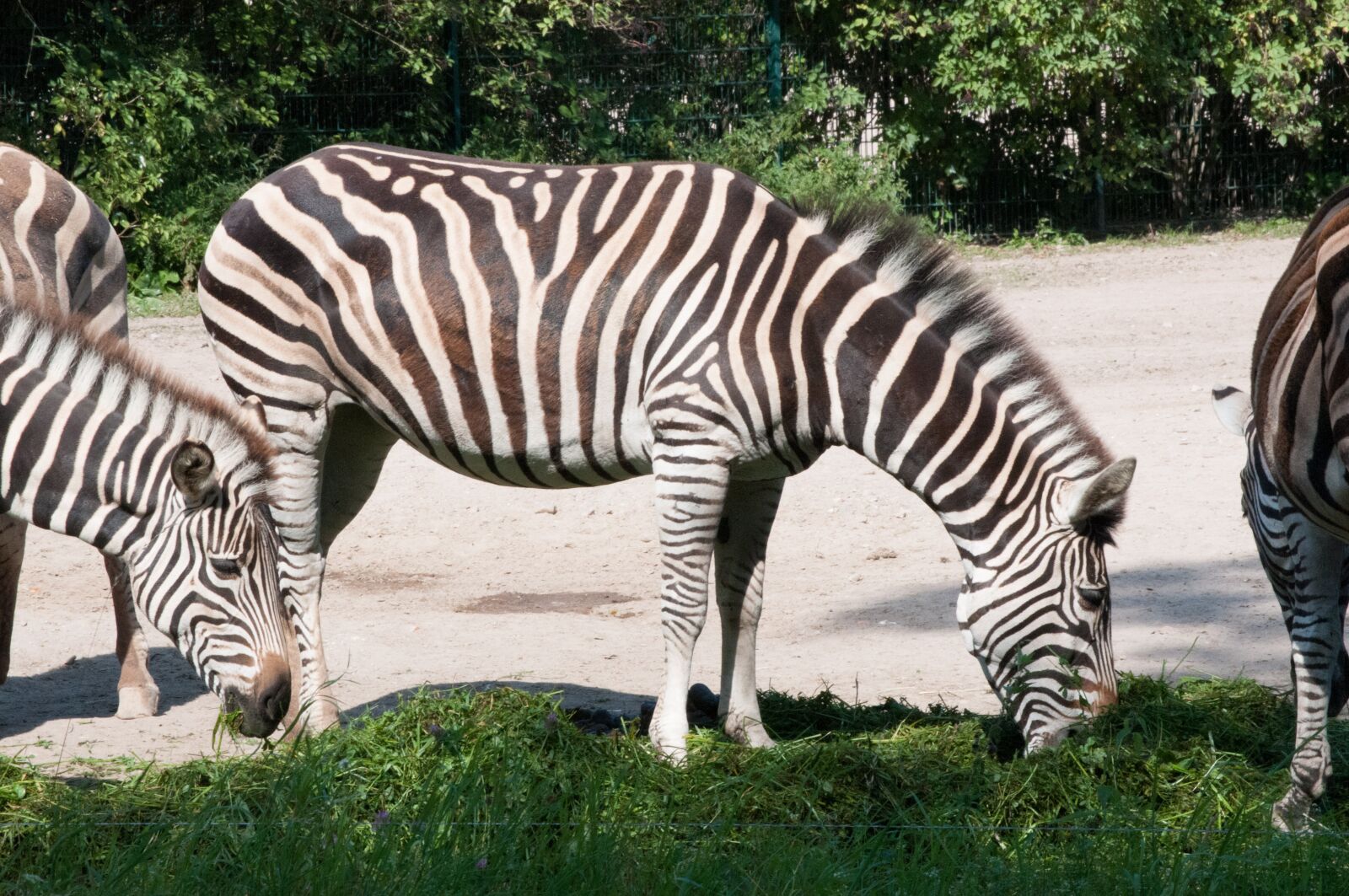Nikon D300S sample photo. Zebra, animal, wild photography
