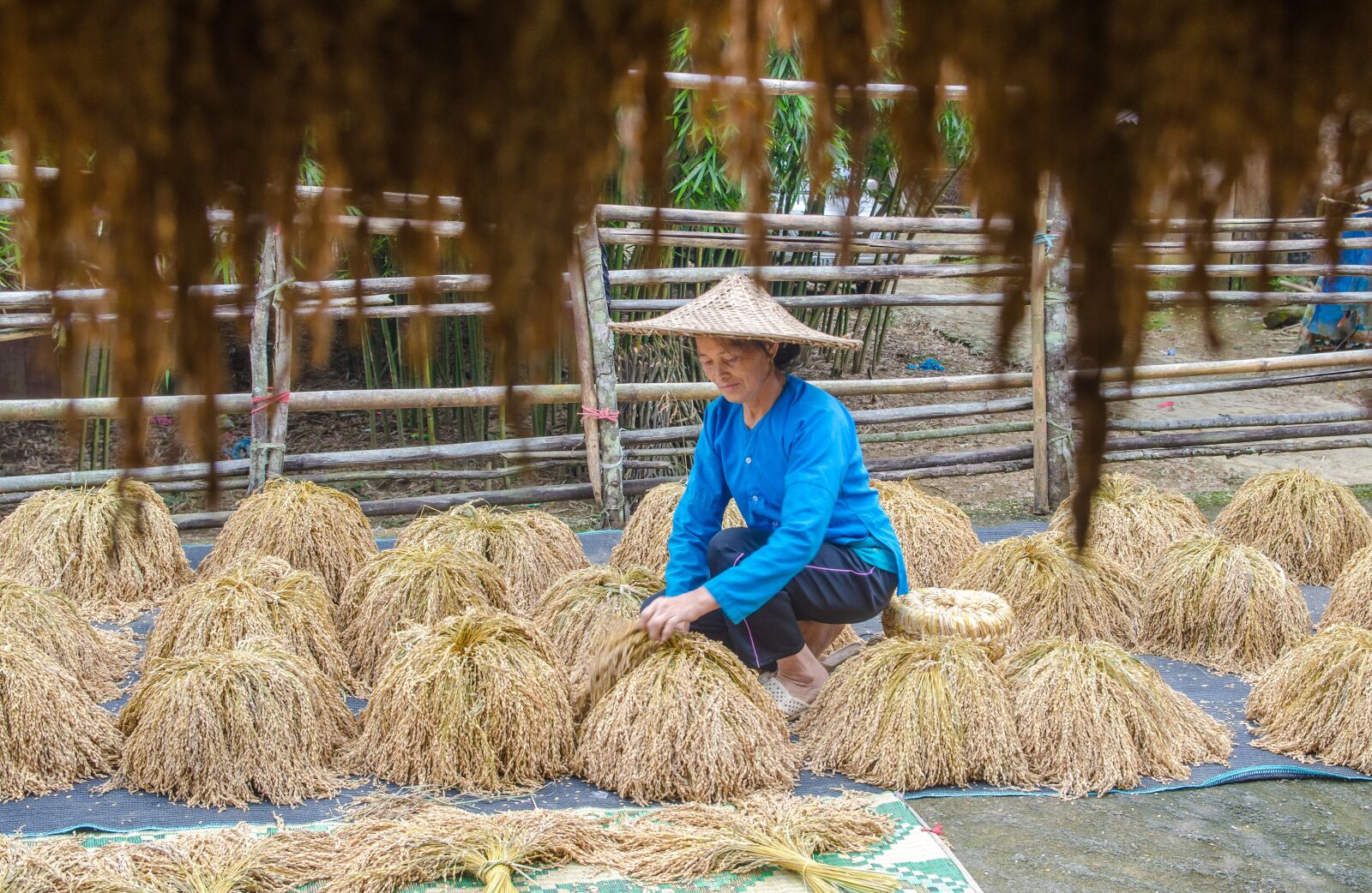 Nikon D5100 sample photo. Farmers, drying paddy, rice photography