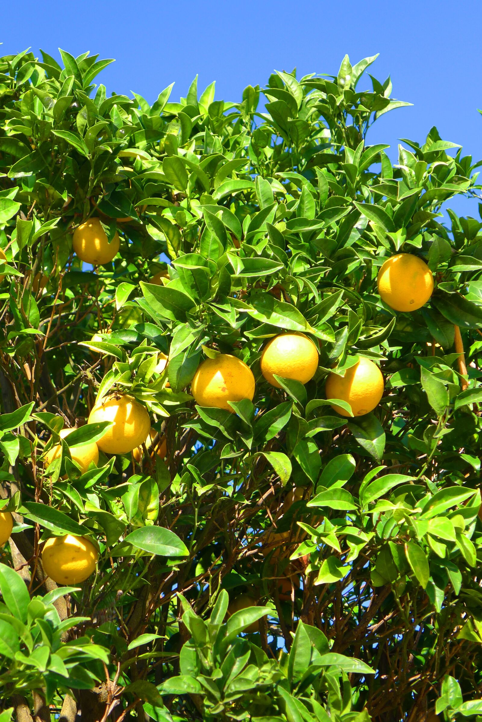 Panasonic Lumix DMC-LX5 sample photo. Oranges, tree, algarve photography